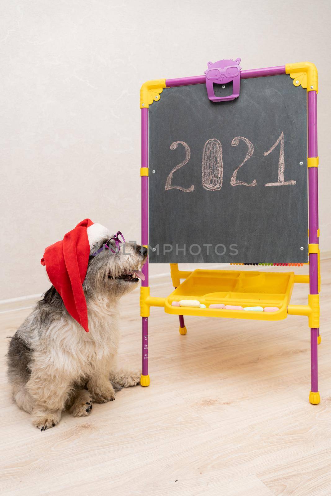 a dog in a new year's Christmas hat sits in front of a blackboard with the year 2021 written on it. Her eyes are sad. She doesn't know what to expect next year from life