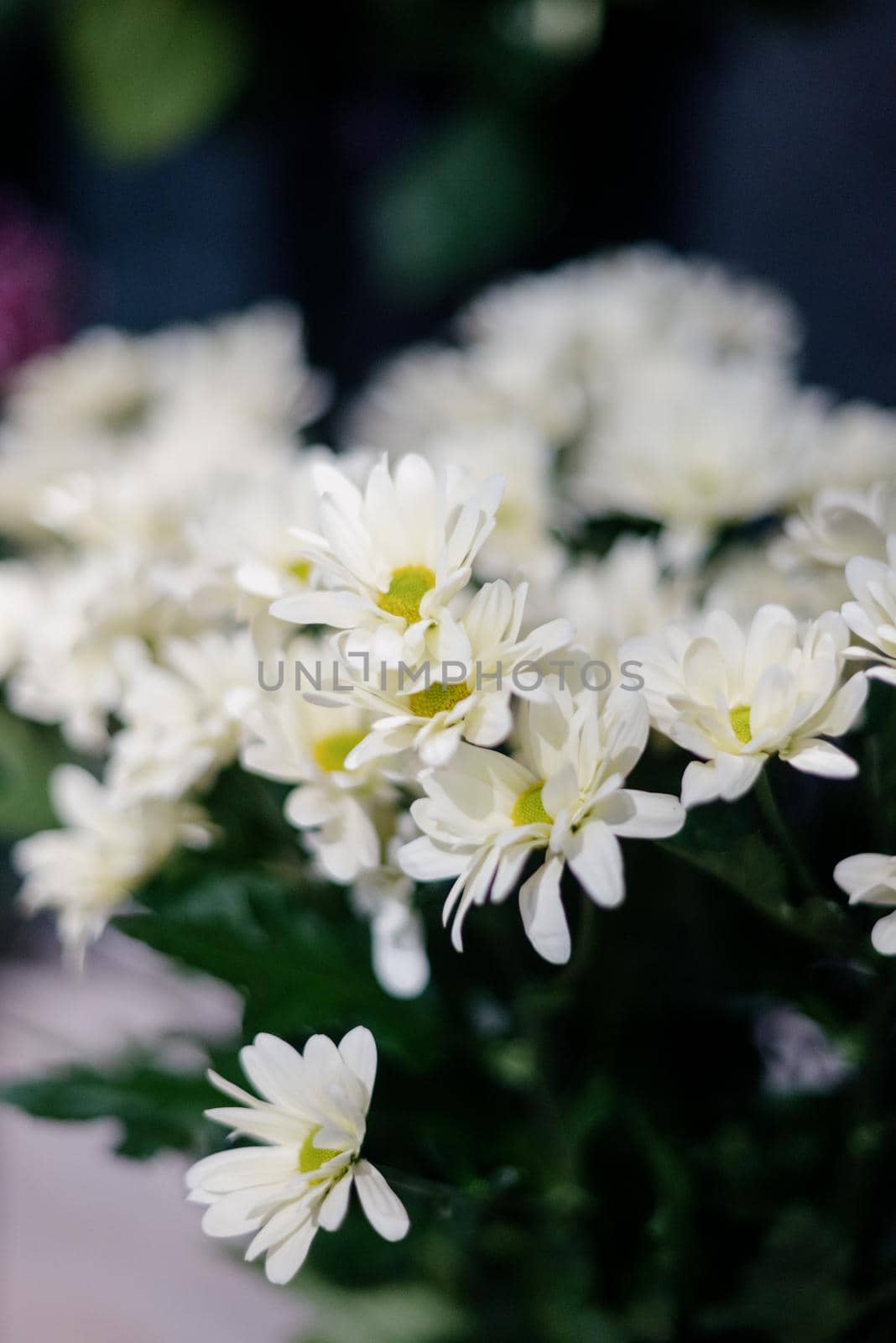 Close-up of a bouquet of white chrysanthemum flowers.white chrysanthemum flowers with space for text. garden chrysanthemum. floral wallpaper background