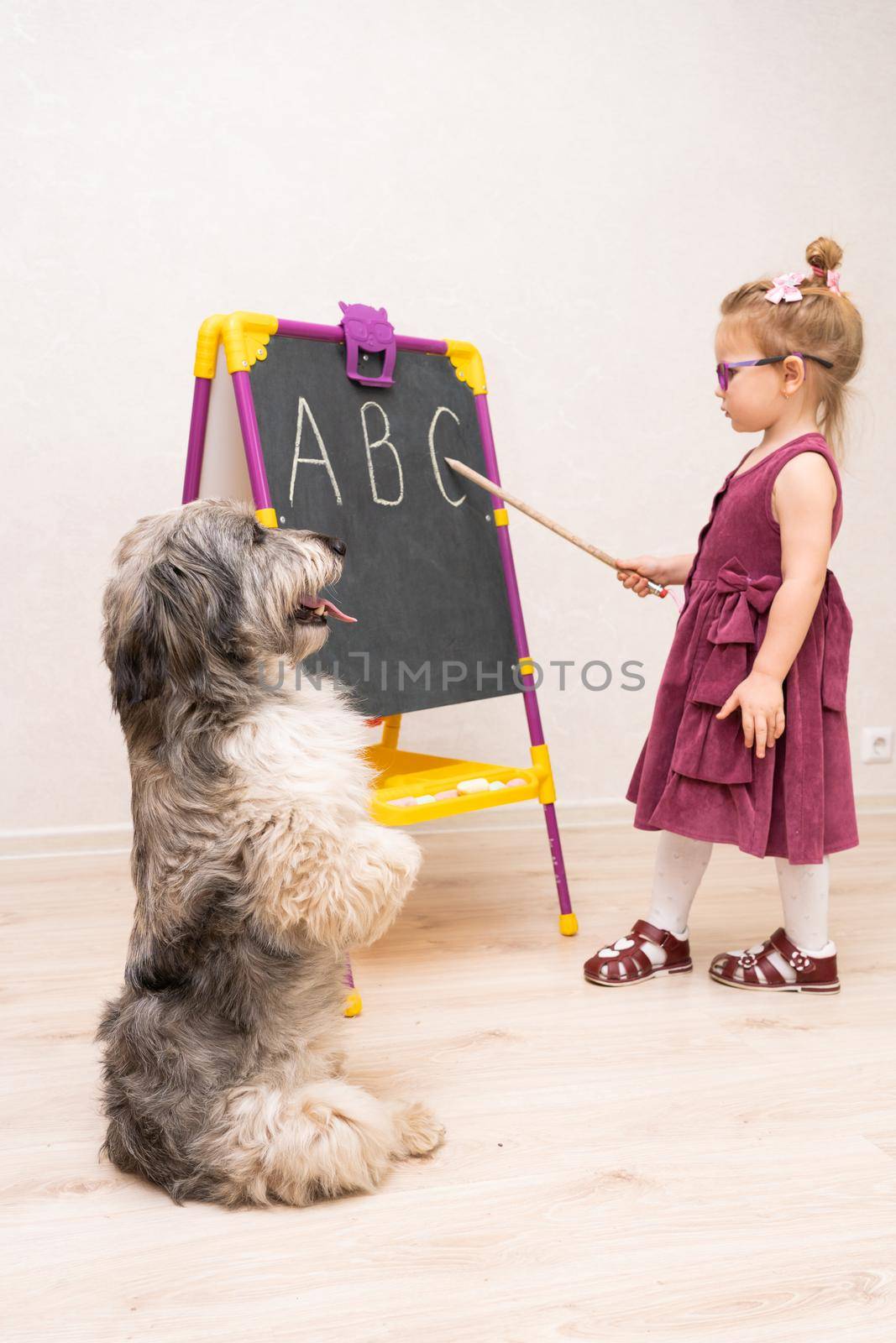little girl teacher plays with her dog in school and shows her English letters . The dog sits on its hind legs and listens carefully by olex