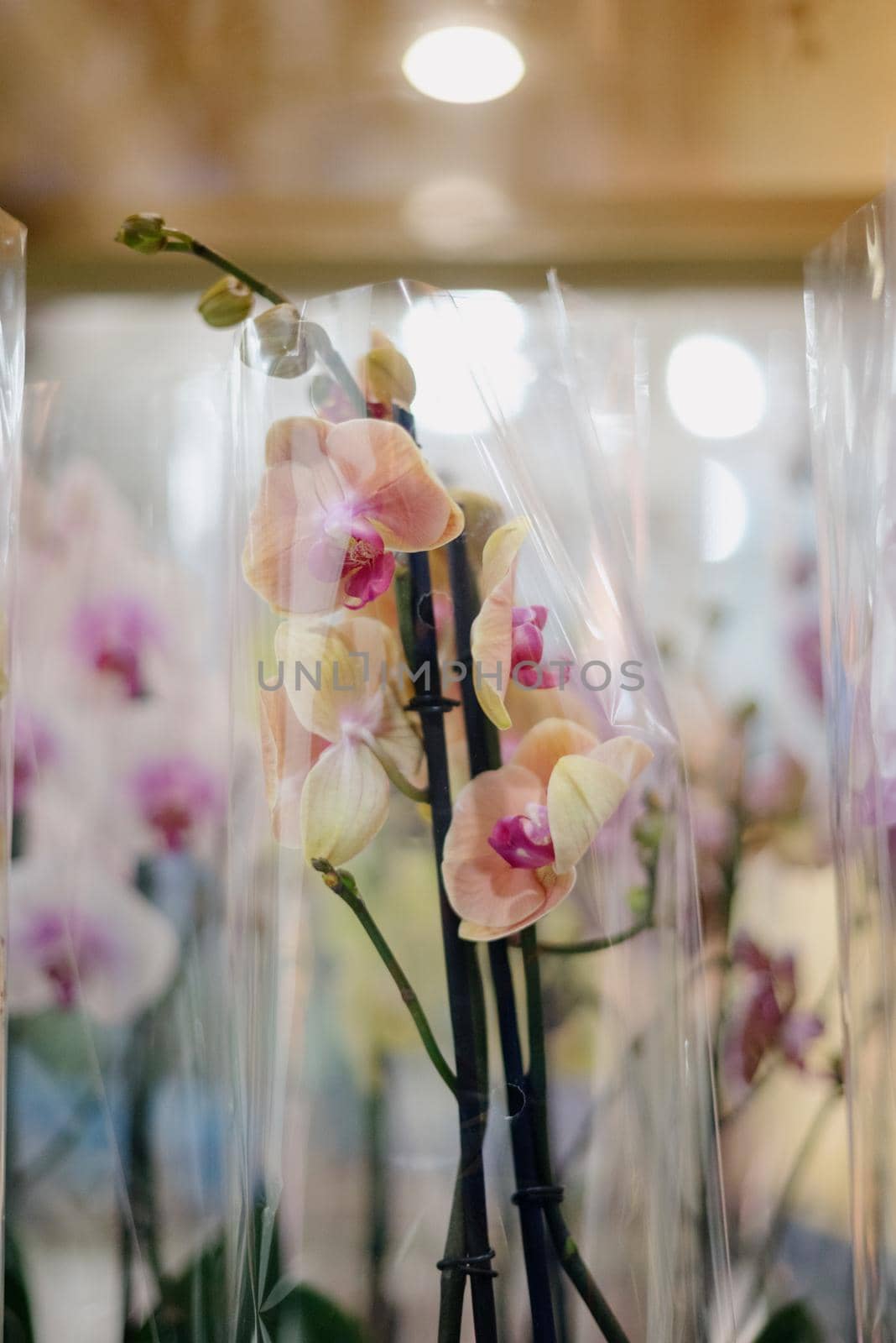 Blurred image of bouquet of fresh tulips in flower shop. Spring floral tulip bunch.tulips in a flower shop.Flower business. Concept flower store and delivery.