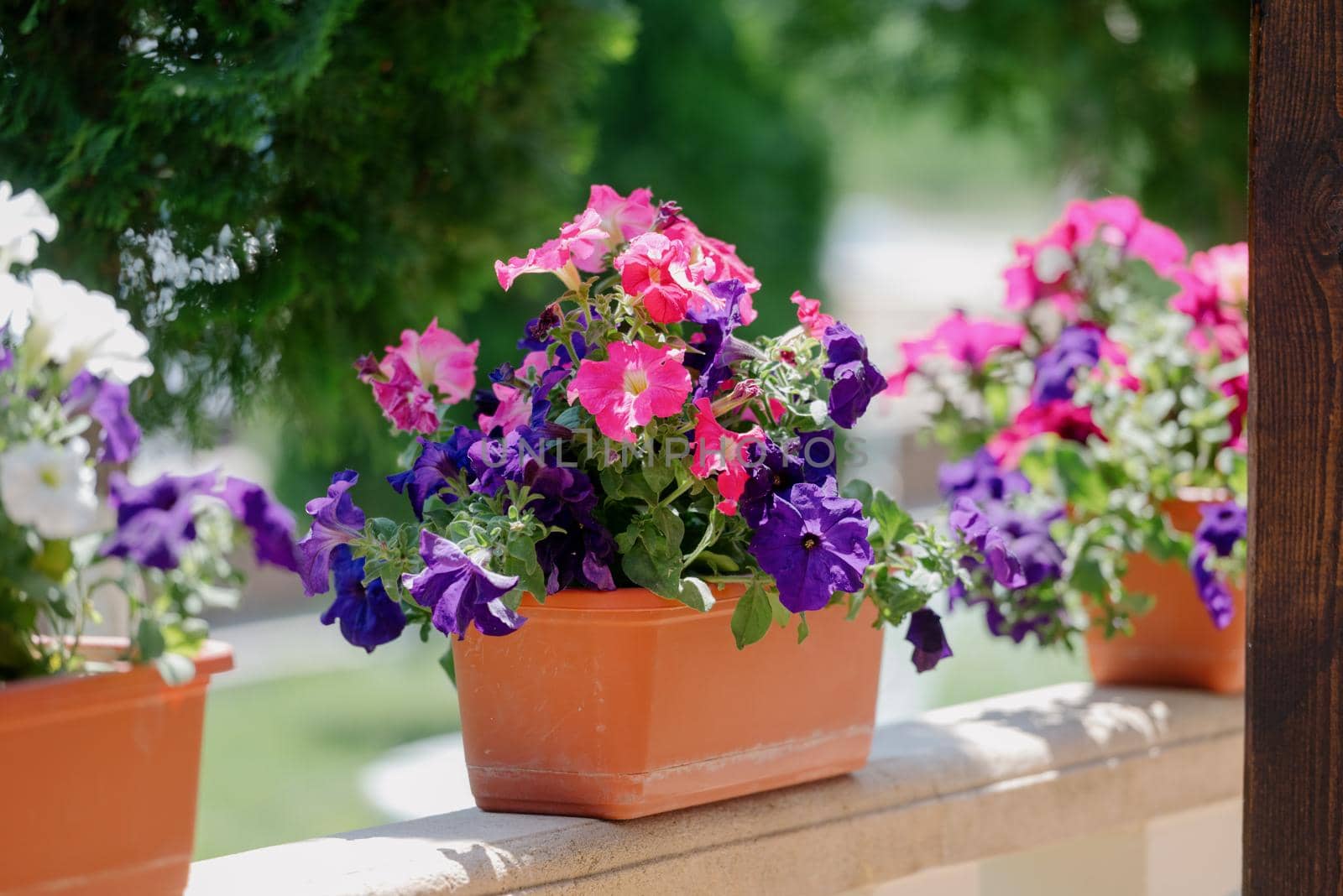 Colourful petunia flowers in vibrant pink and purple colors in decorative flower pot close up by Kovenkin