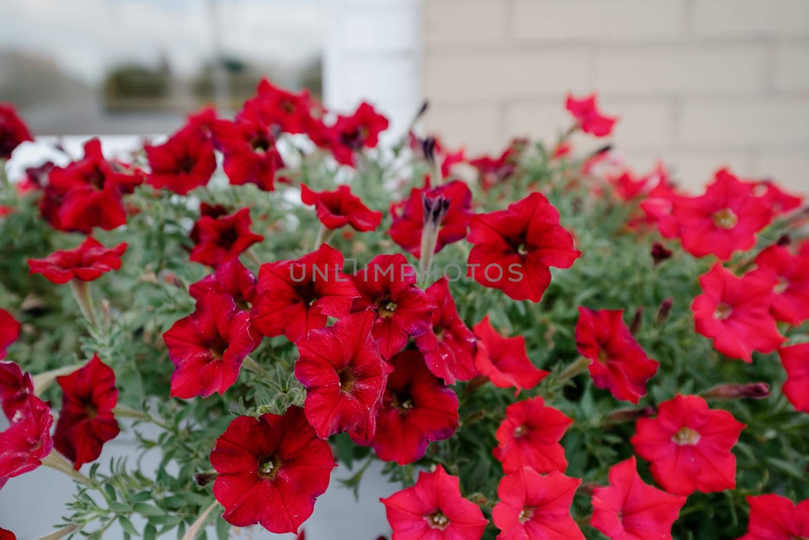Colourful petunia flowers in vibrant pink and purple colors in decorative flower pot close up, floral wallpaper background with blooming petunias