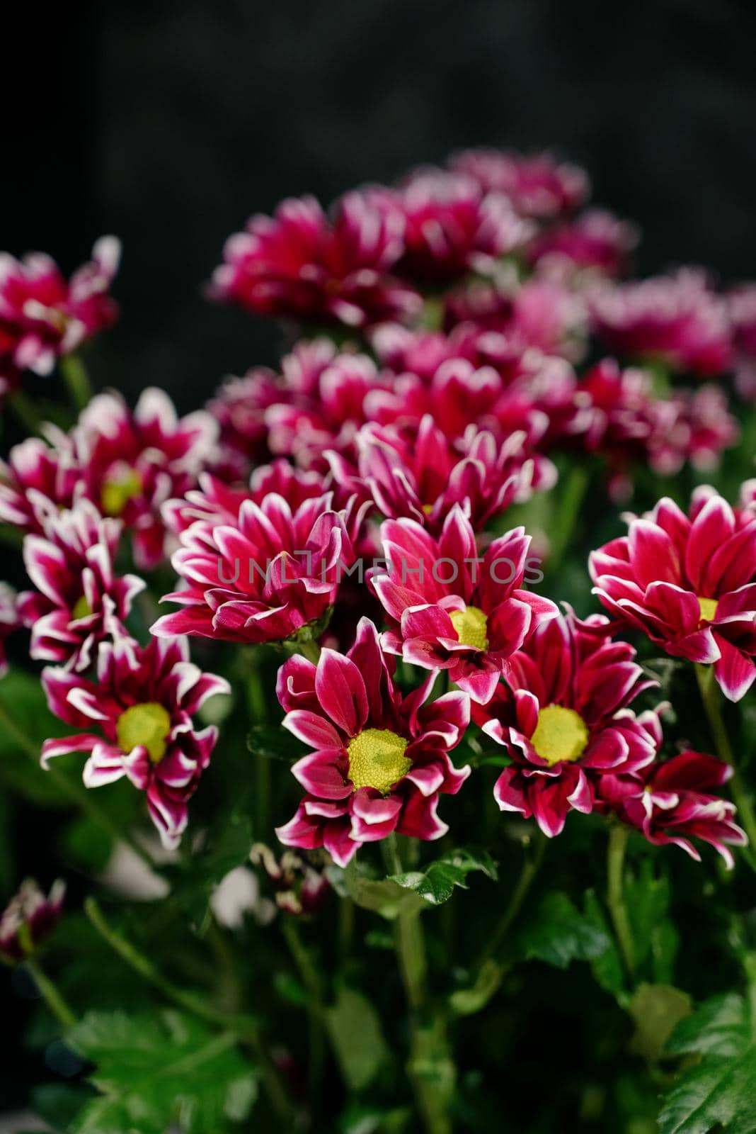Close-up of a bouquet of dark pink chrysanthemum flowers.pink winter chrysanthemum flowers with space for text. garden chrysanthemum. floral wallpaper background