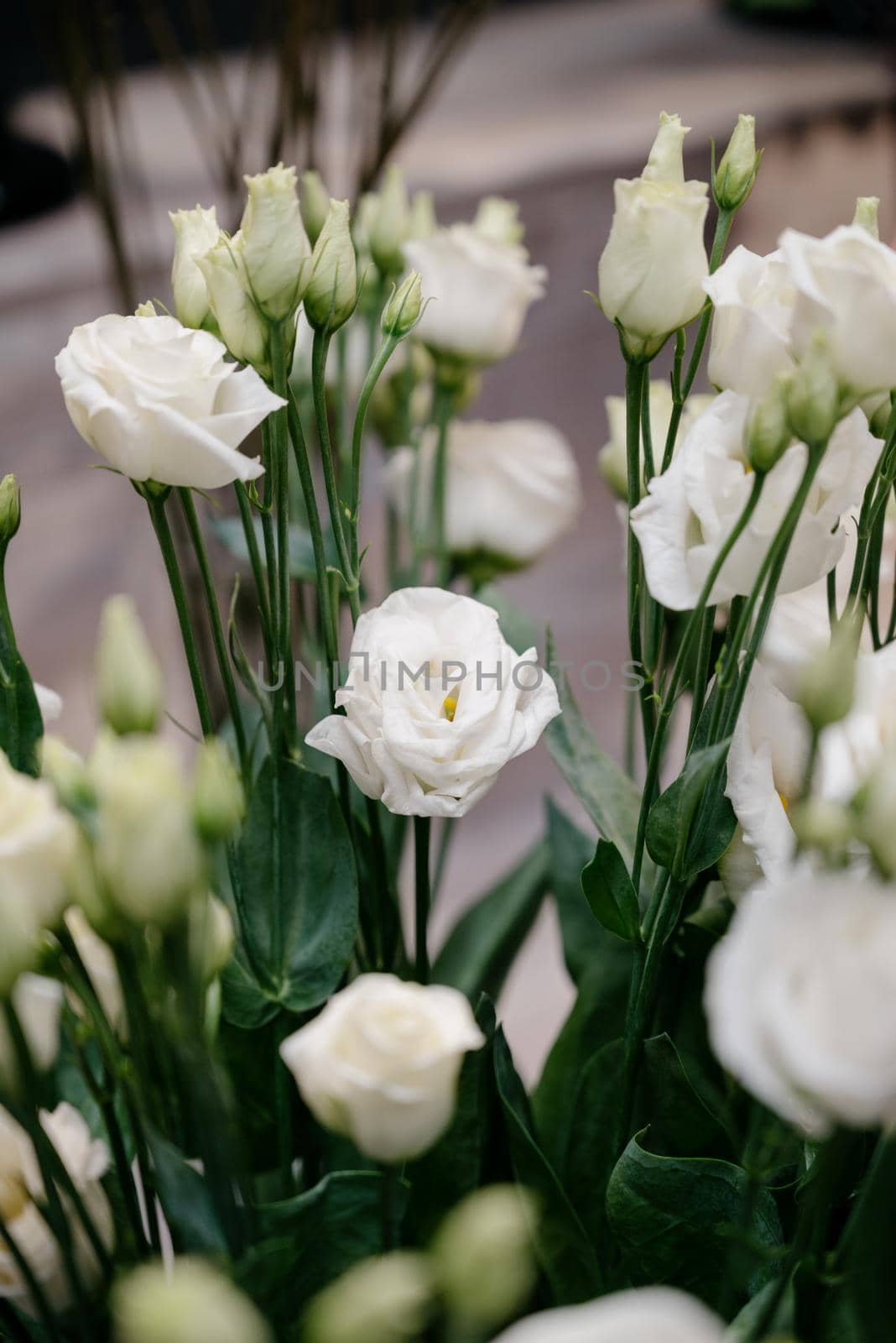 White roses in a flower shop.Flowers in a flower shop. Concept flower store and delivery. by Kovenkin