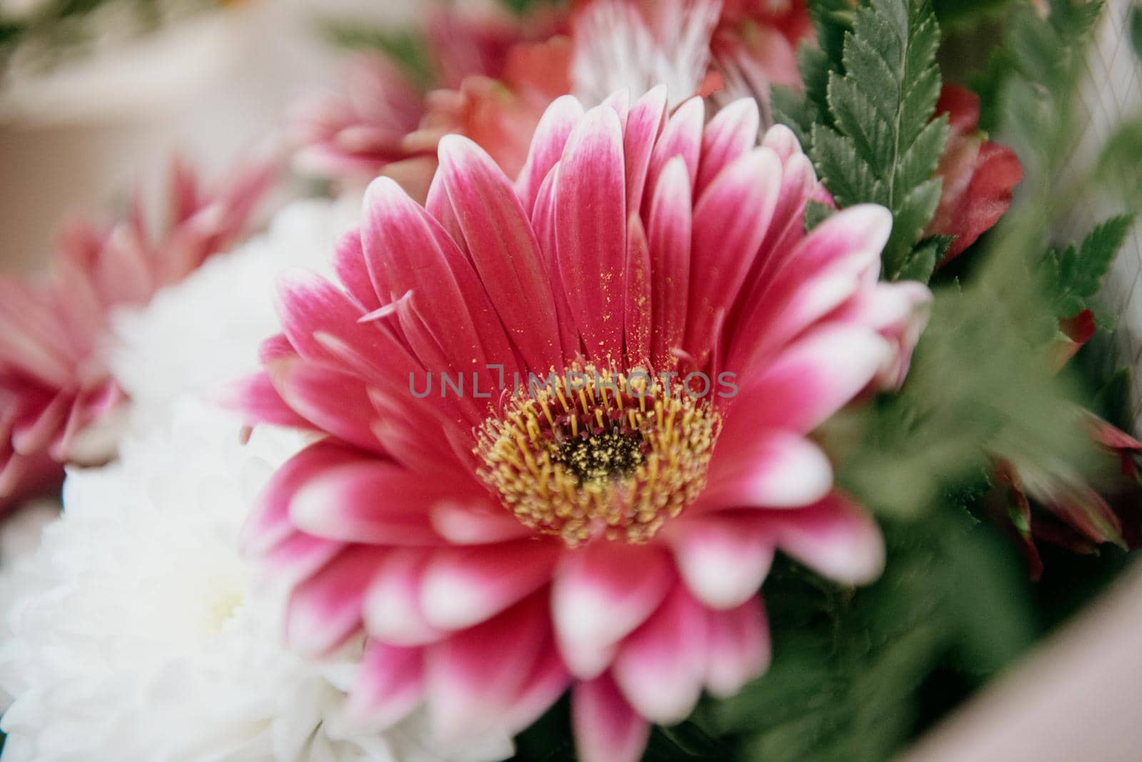 Close-up of a bouquet of dark pink chrysanthemum flowers.pink winter chrysanthemum flowers with space for text. garden chrysanthemum. floral wallpaper background