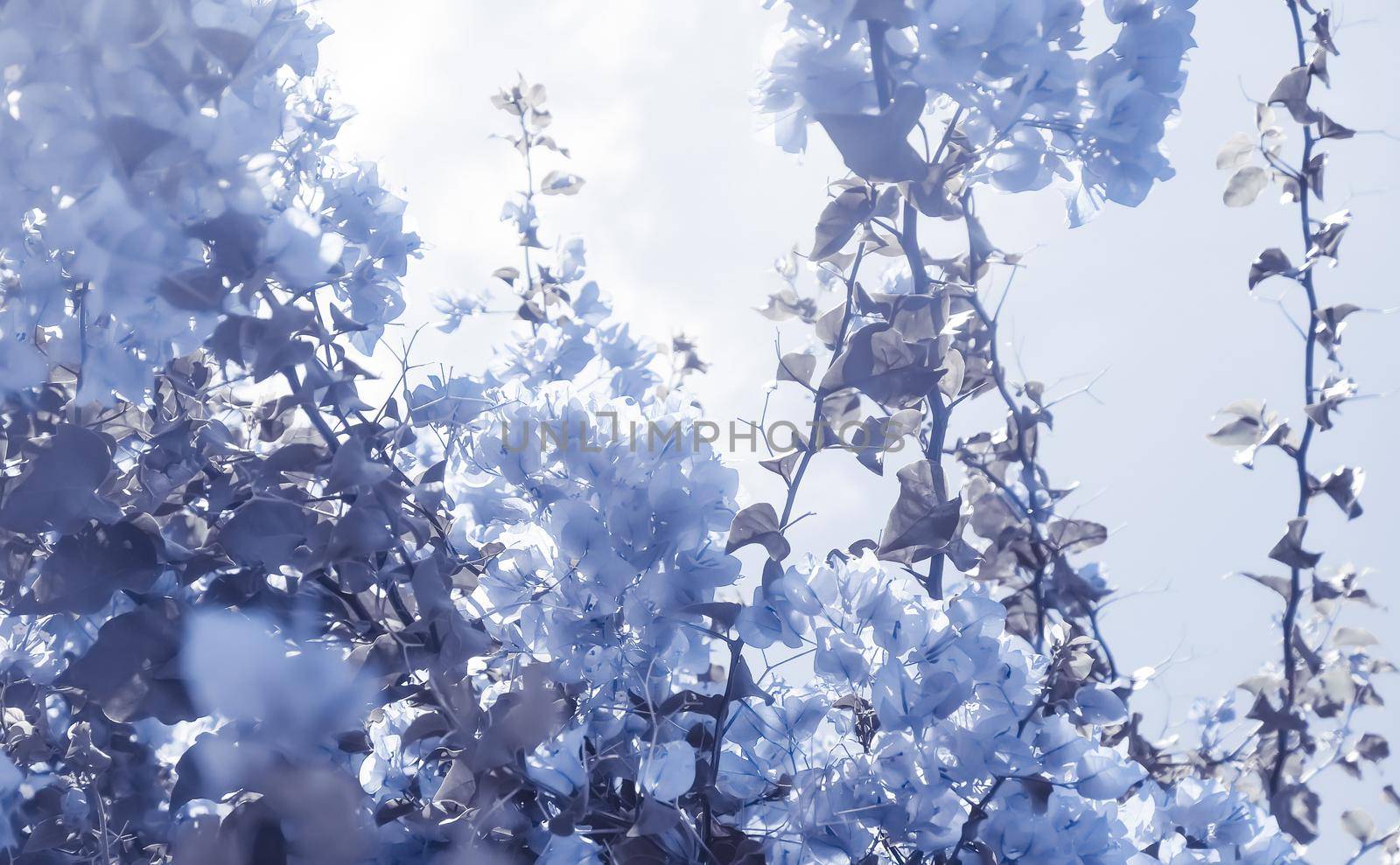 Flower background, spring nature and botanical beauty concept - Blue floral composition