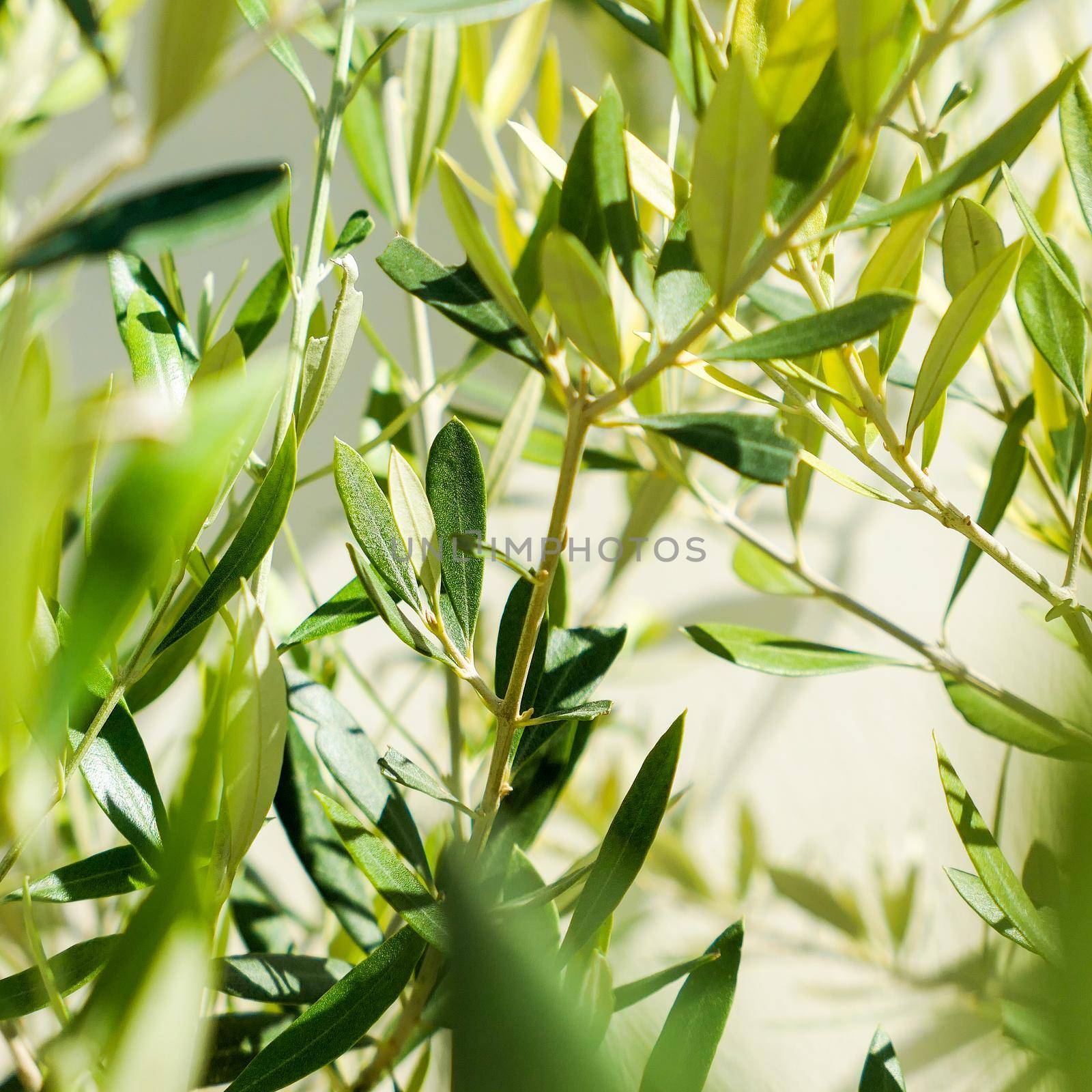 Olive tree and sunshine - gardening, nature background and environmental concept. The beauty of a green garden