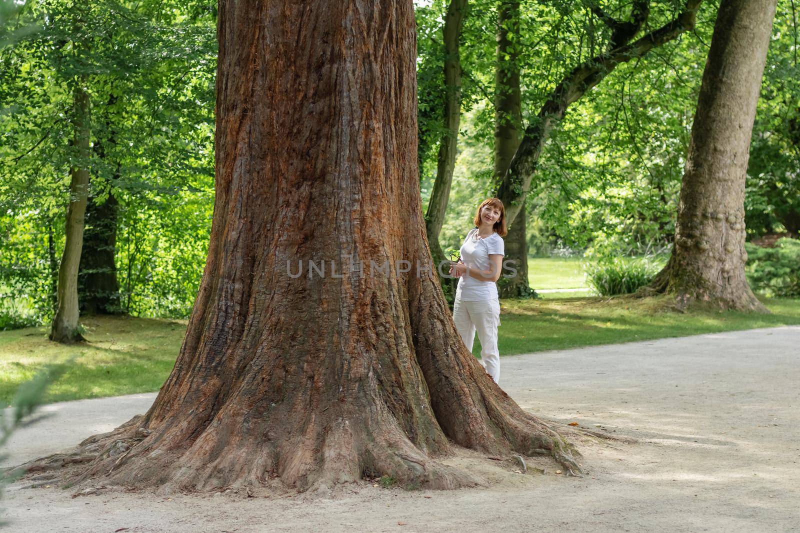 Big tree with a thick trunk in a park