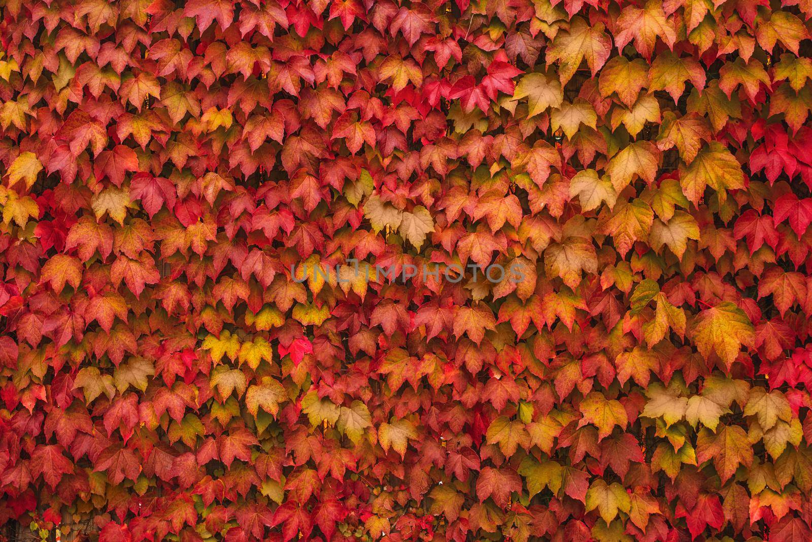 colorful leaves of wild grapes on the wall nature autumn background