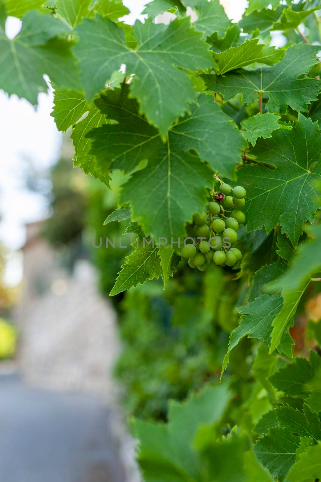 unripe green grapes on a vine tree closeup