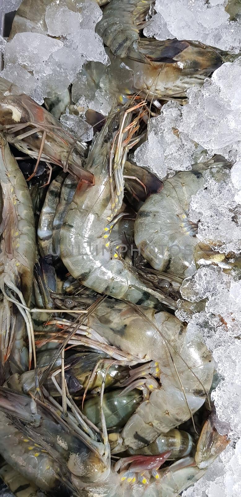 Fresh shrimp raw shrimp or crustacean or crustaceae from the market in indonesia