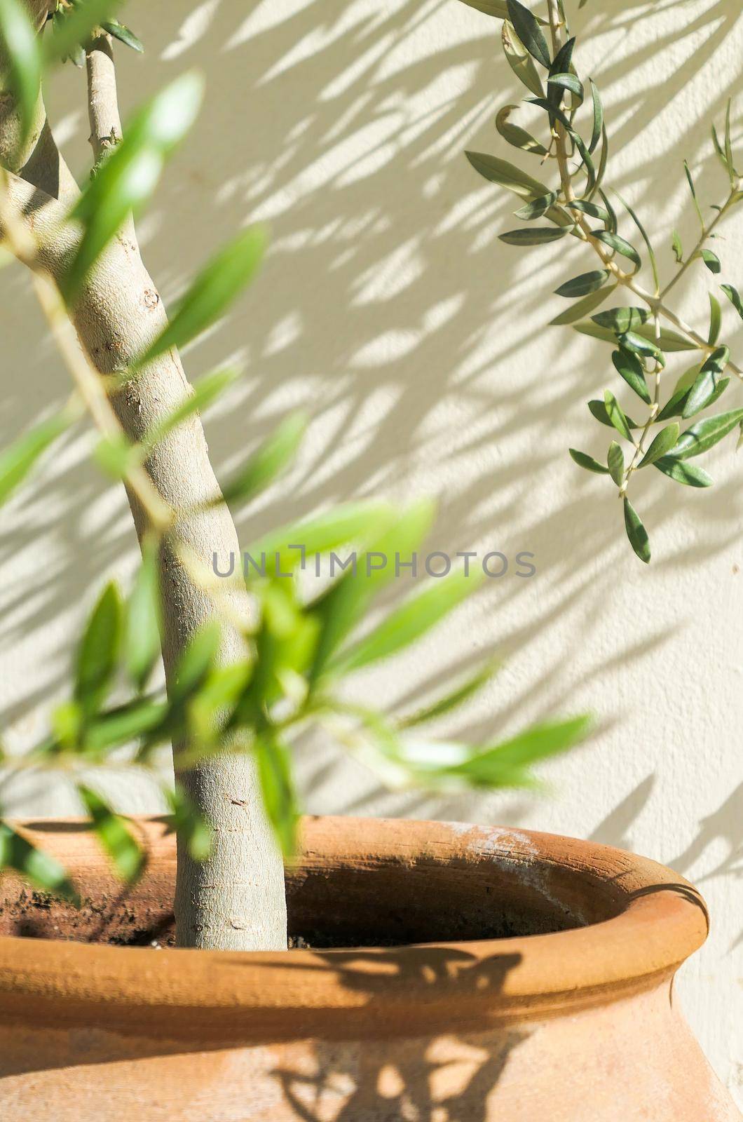 Olive tree and sunshine - gardening, nature background and environmental concept. The beauty of a green garden