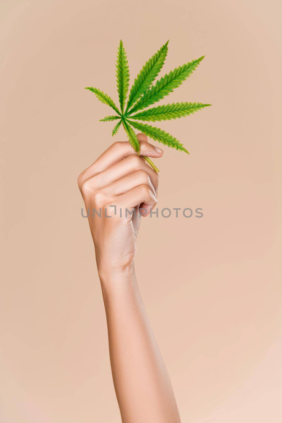 Closeup hand of ardent model with healthy fresh skin holding hemp or cannabis leaf. Symbol of beauty and cannabis concept. Flat lay.