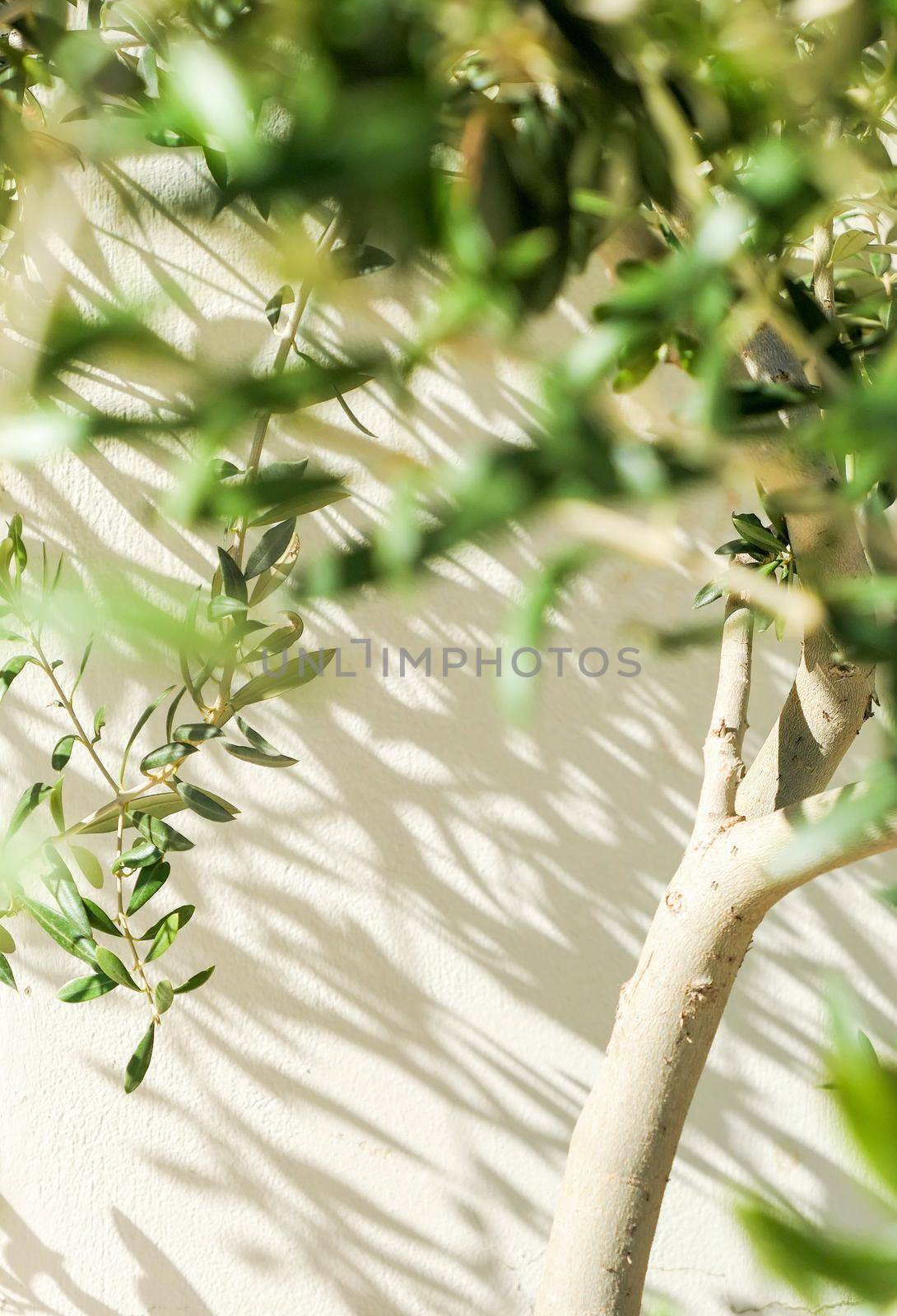 Olive tree and sunshine - gardening, nature background and environmental concept. The beauty of a green garden