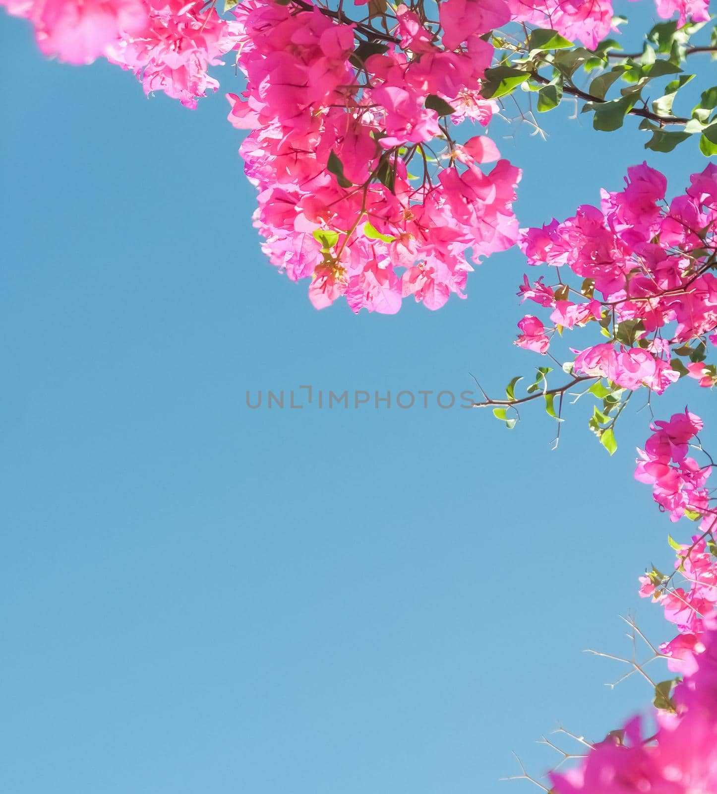 Pink flowers and blue sunny sky - floral background, spring holidays and womens day concept. Living life in bloom