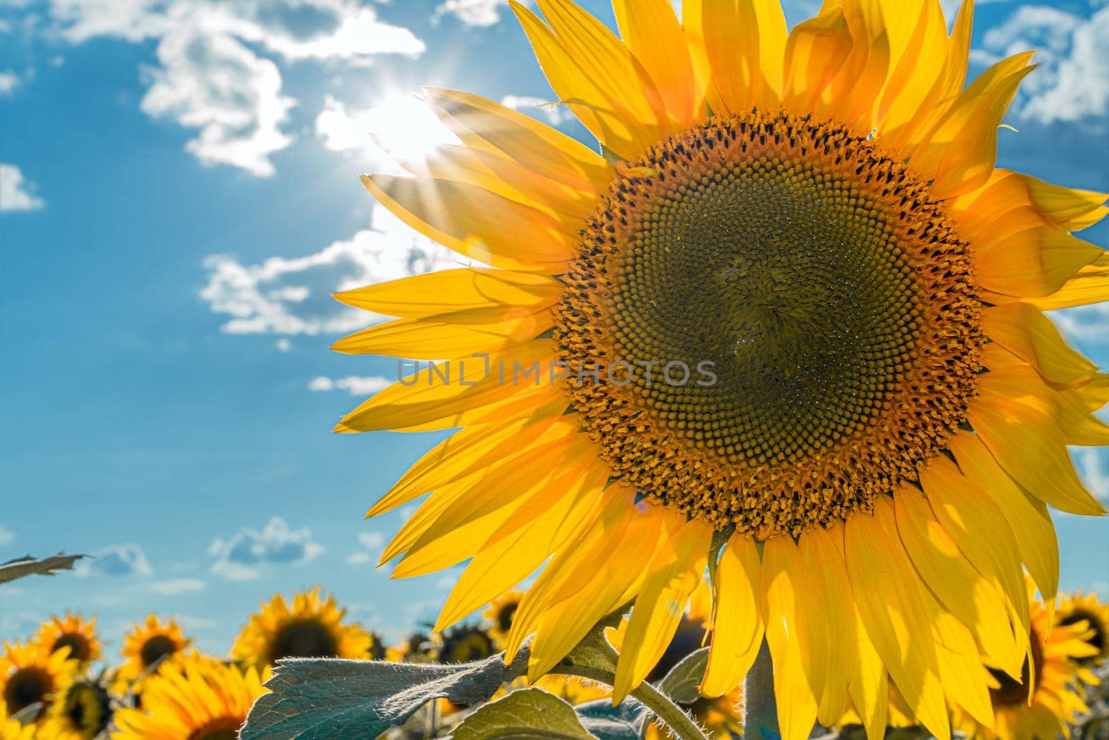 A picture of an advertisement for sunflower and vegetable oil. Sunflower fields and meadows. Backgrounds  and screensavers with large blooming sunflower buds with the rays of the sun. Sunflower seeds by YevgeniySam