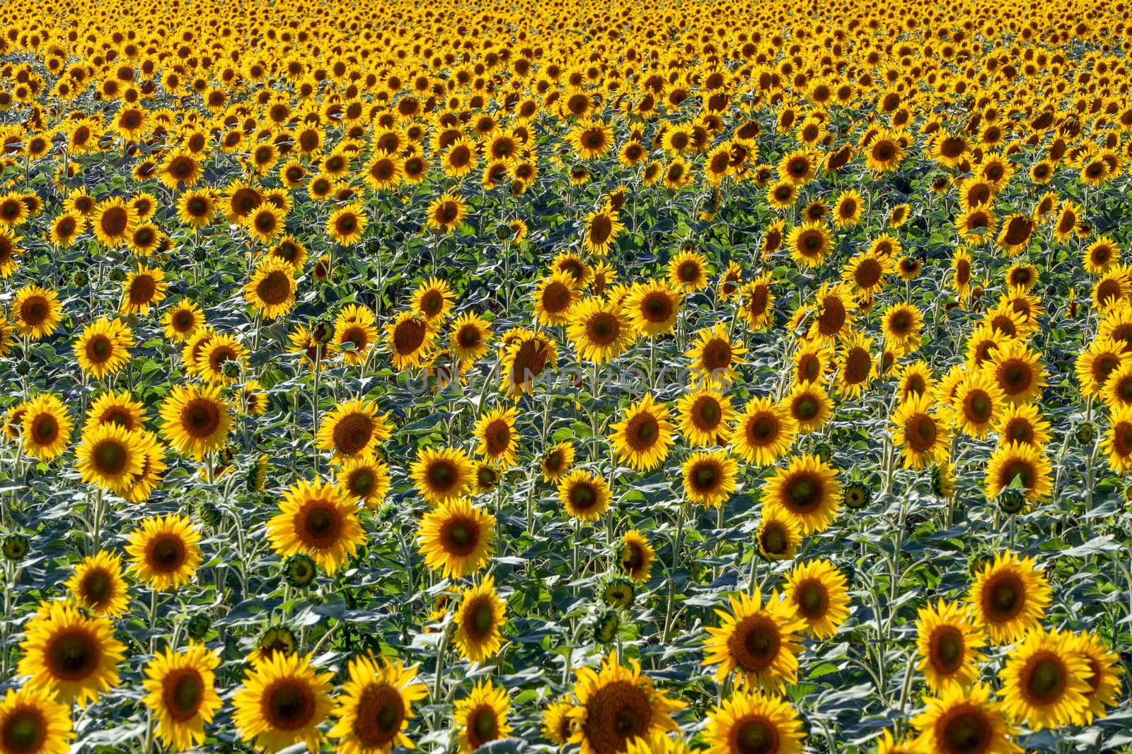 A picture of an advertisement for sunflower and vegetable oil. Sunflower fields and meadows. Backgrounds  and screensavers with large blooming sunflower buds with the rays of the sun. Sunflower seeds by YevgeniySam