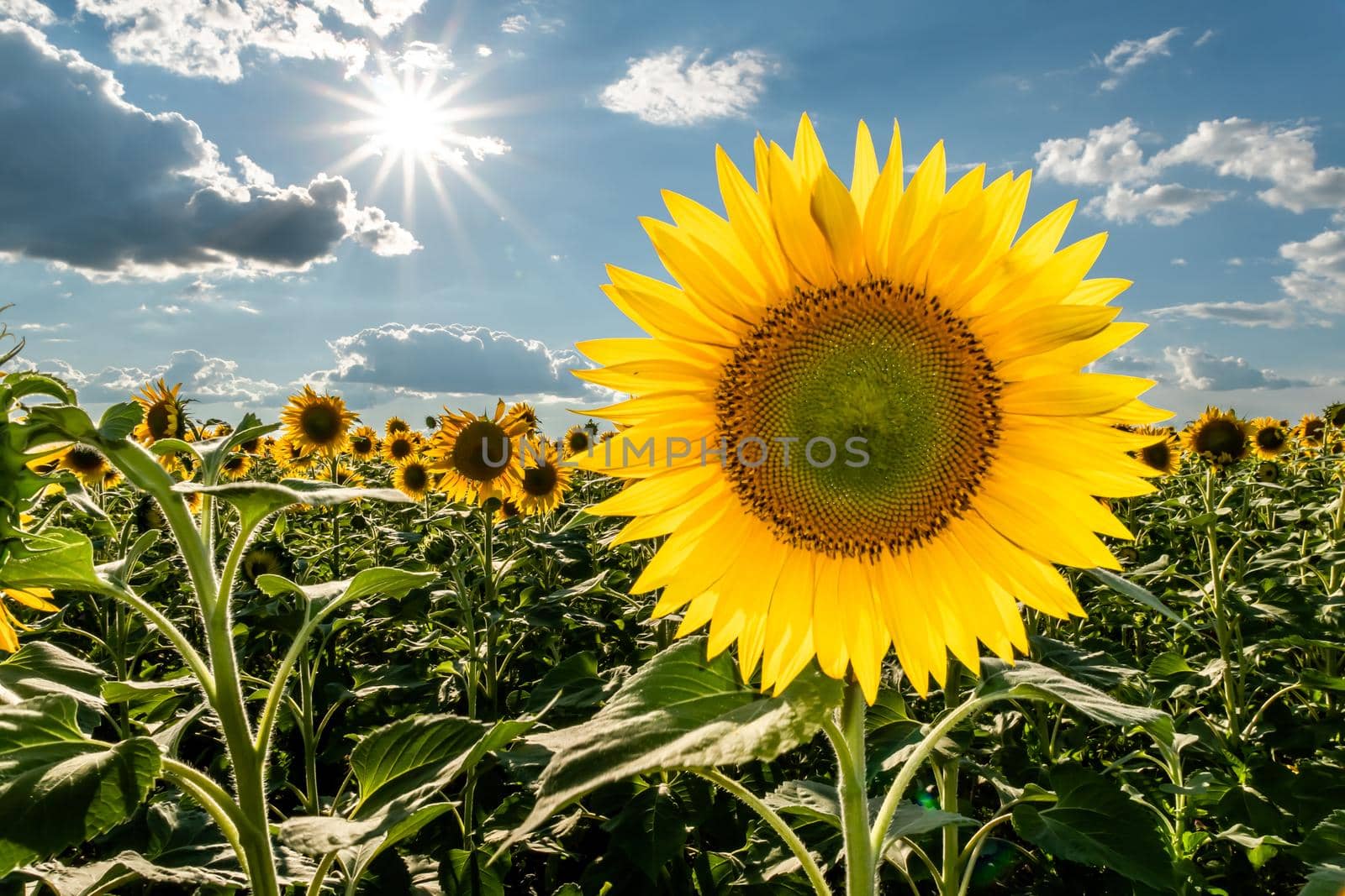 A picture of an advertisement for sunflower and vegetable oil. Sunflower fields and meadows. Backgrounds  and screensavers with large blooming sunflower buds with the rays of the sun. Sunflower seeds