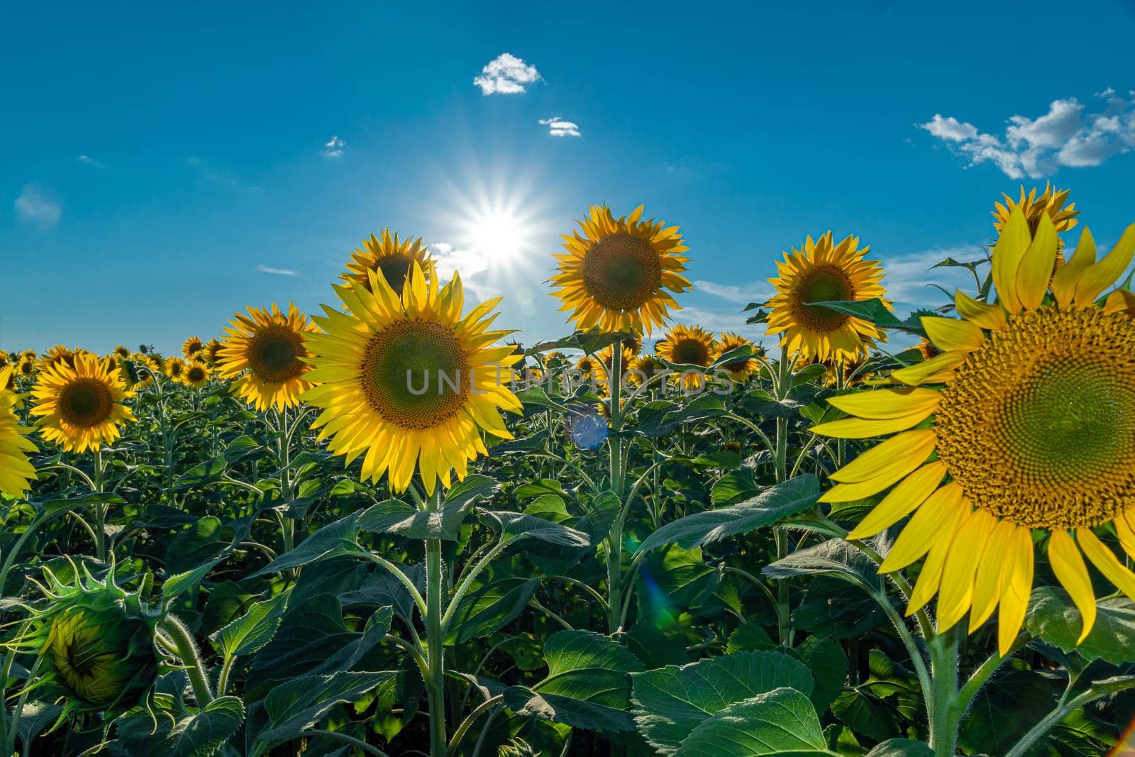 A picture of an advertisement for sunflower and vegetable oil. Sunflower fields and meadows. Backgrounds  and screensavers with large blooming sunflower buds with the rays of the sun. Sunflower seeds by YevgeniySam