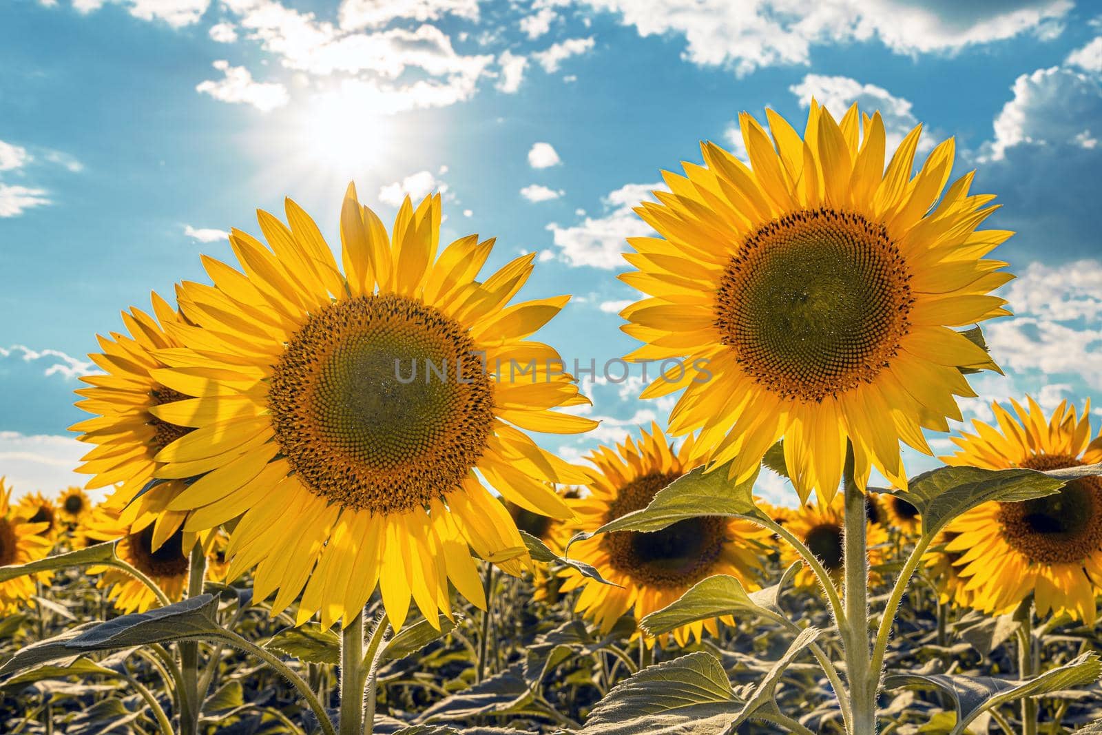 A picture of an advertisement for sunflower and vegetable oil. Sunflower fields and meadows. Backgrounds  and screensavers with large blooming sunflower buds with the rays of the sun. Sunflower seeds