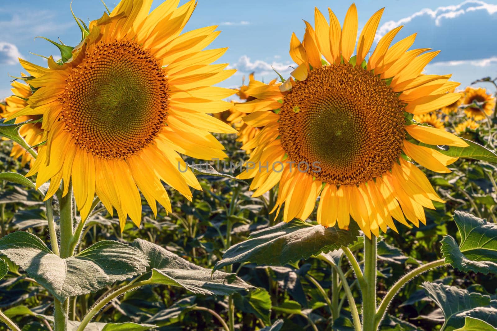 A picture of an advertisement for sunflower and vegetable oil. Sunflower fields and meadows. Backgrounds  and screensavers with large blooming sunflower buds with the rays of the sun. Sunflower seeds by YevgeniySam