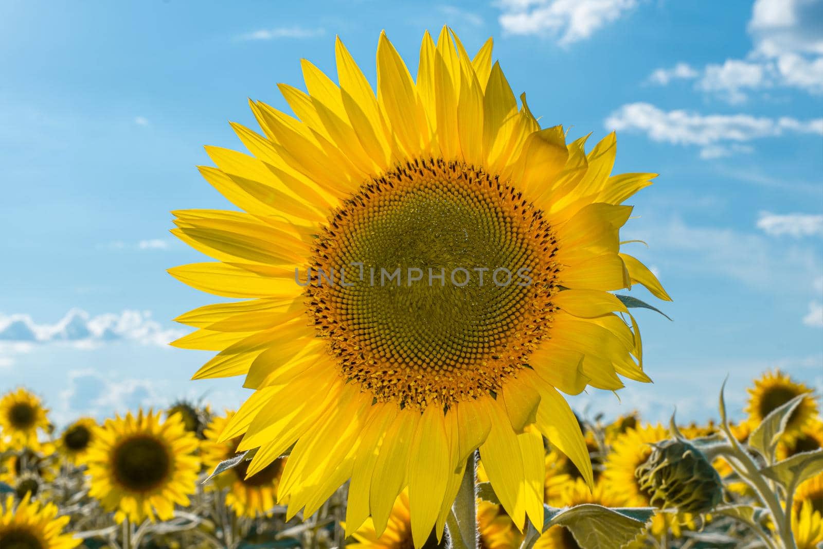 A picture of an advertisement for sunflower and vegetable oil. Sunflower fields and meadows. Backgrounds  and screensavers with large blooming sunflower buds with the rays of the sun. Sunflower seeds by YevgeniySam