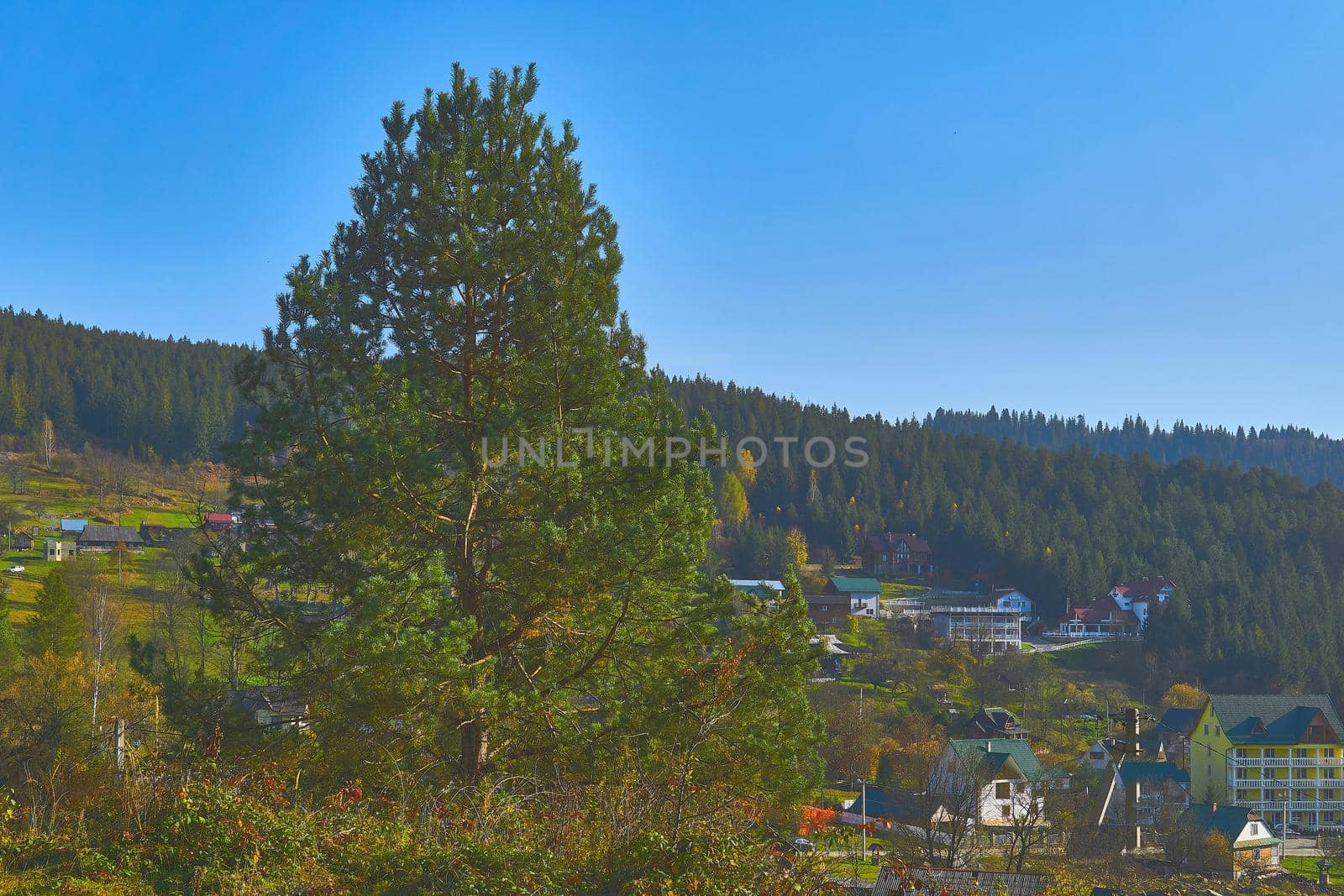 an evergreen coniferous tree that has clusters of long needle-shaped leaves. Wonderful pine tree, small village and coniferous forest in autumn in warm day