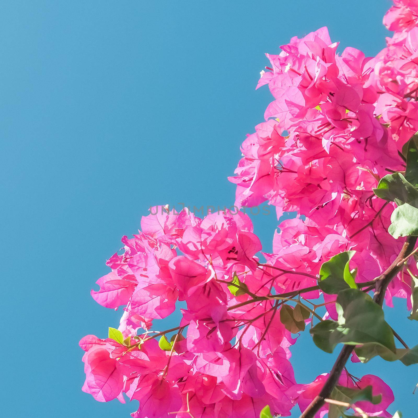 Pink flowers and blue sunny sky - floral background, spring holidays and womens day concept. Living life in bloom