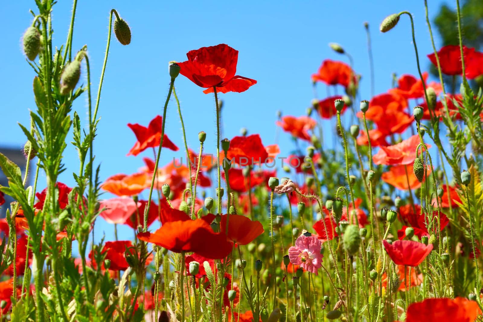 a herbaceous plant with showy flowers, milky sap, and rounded seed capsules. poppies contain alkaloids and are a source of drugs such as morphine and codeine. Scarlet poppies and peaceful blue sky.