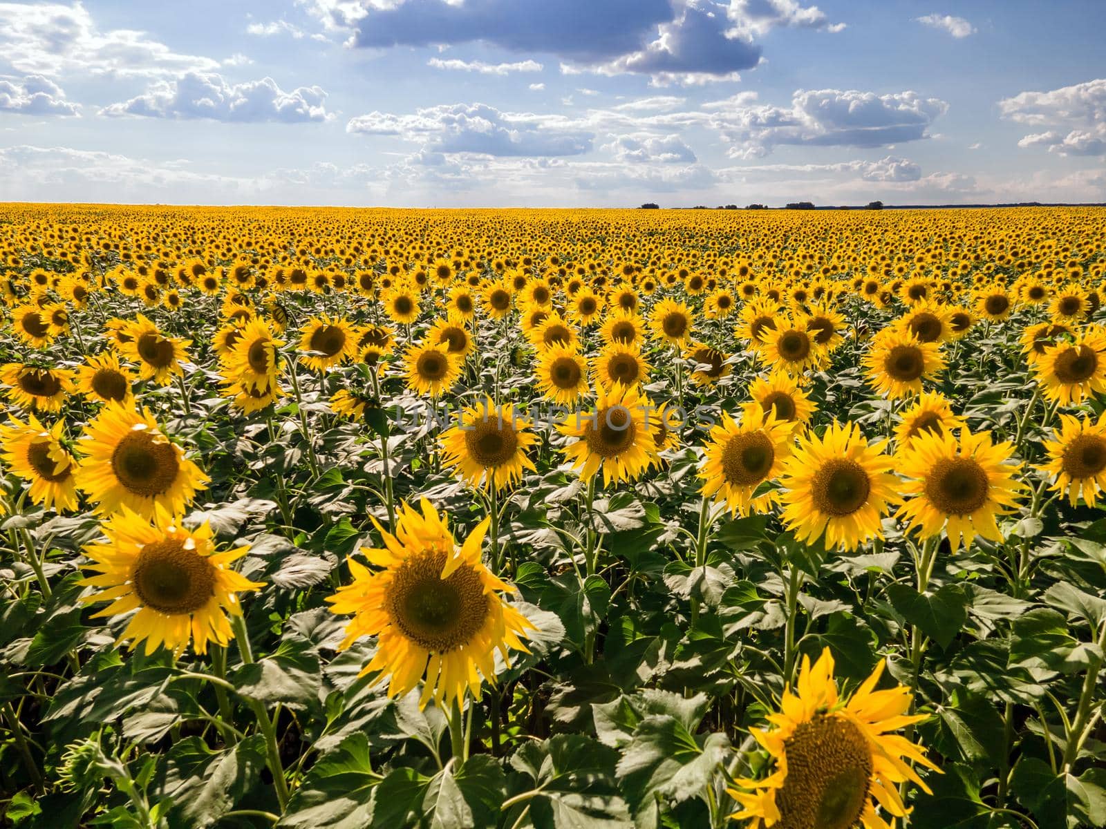 A picture of an advertisement for sunflower and vegetable oil. Sunflower fields and meadows. Backgrounds  and screensavers with large blooming sunflower buds with the rays of the sun. Sunflower seeds by YevgeniySam