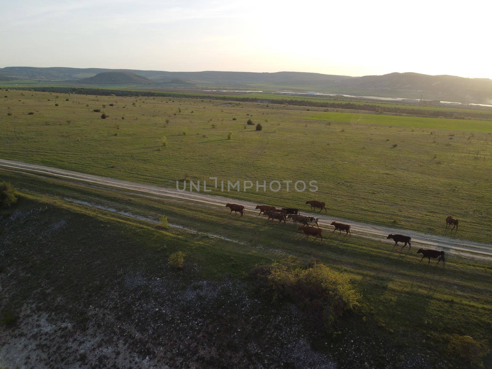 Flying over a small herd of cattle cows walking uniformly down farm road on the hill. Black, brown and spotted cows. Top down aerial view of the countryside on a sping sunset. Idyllic rural landscape