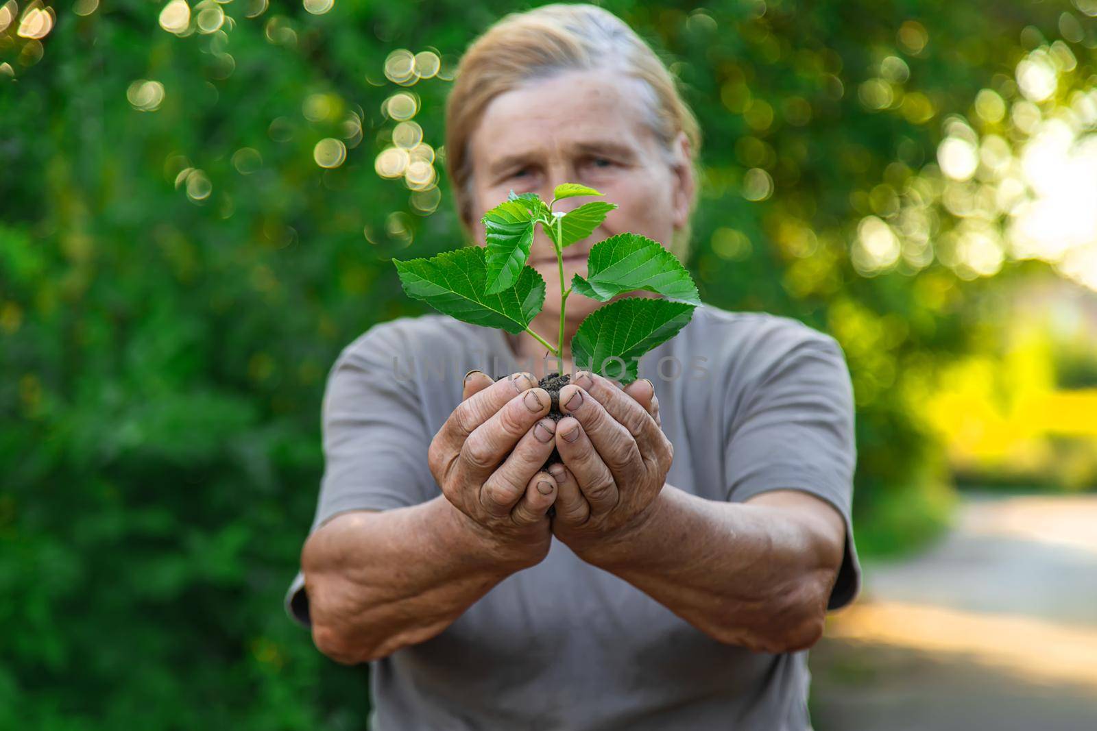 Grandmother is planting a tree in the garden. Selective focus. Nature.