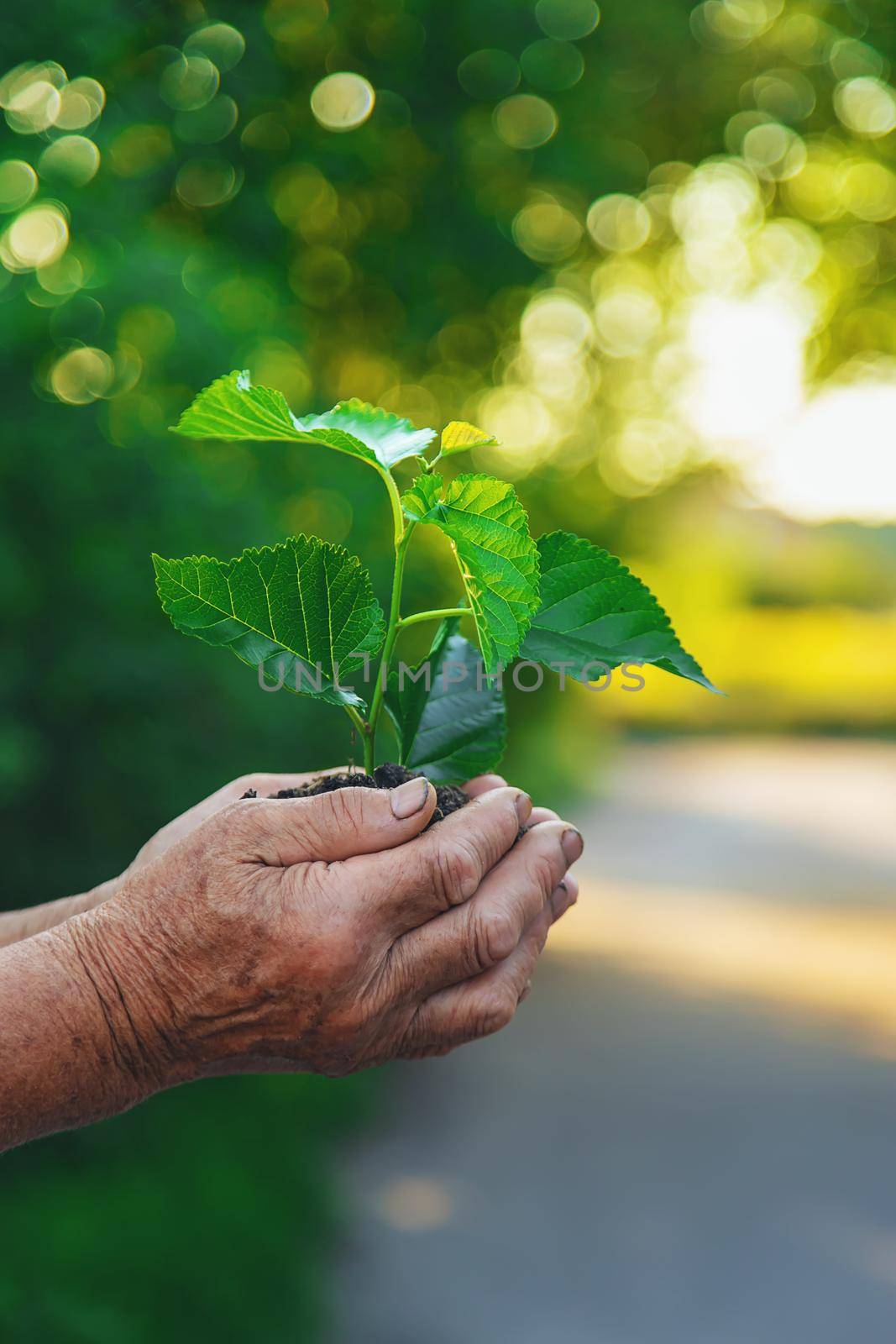 Grandmother is planting a tree in the garden. Selective focus. Nature.