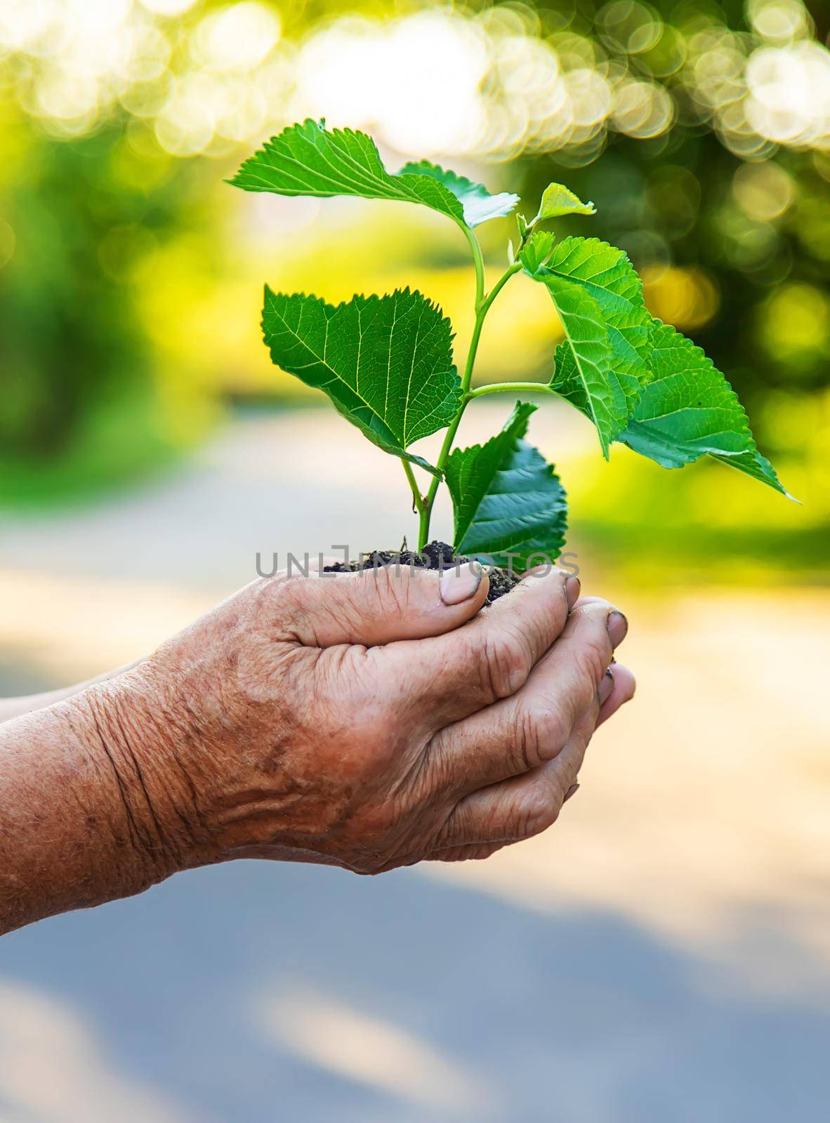 Grandmother is planting a tree in the garden. Selective focus. Nature.