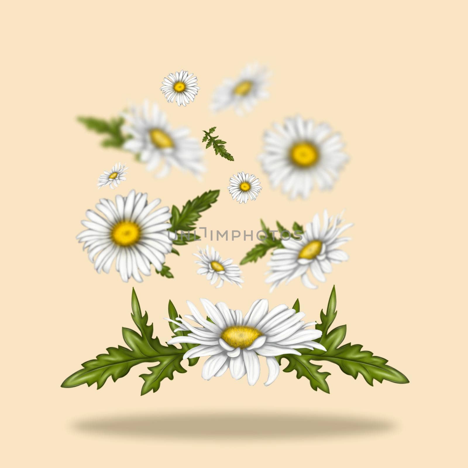 Illustration of chamomile flowers. Flowers float freely in space. White flowers on a light background. Summer