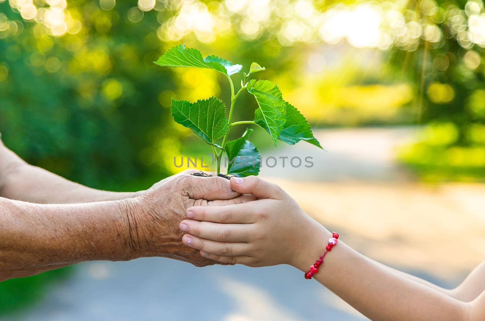 The child and grandmother are planting a tree. Selective focus. by yanadjana