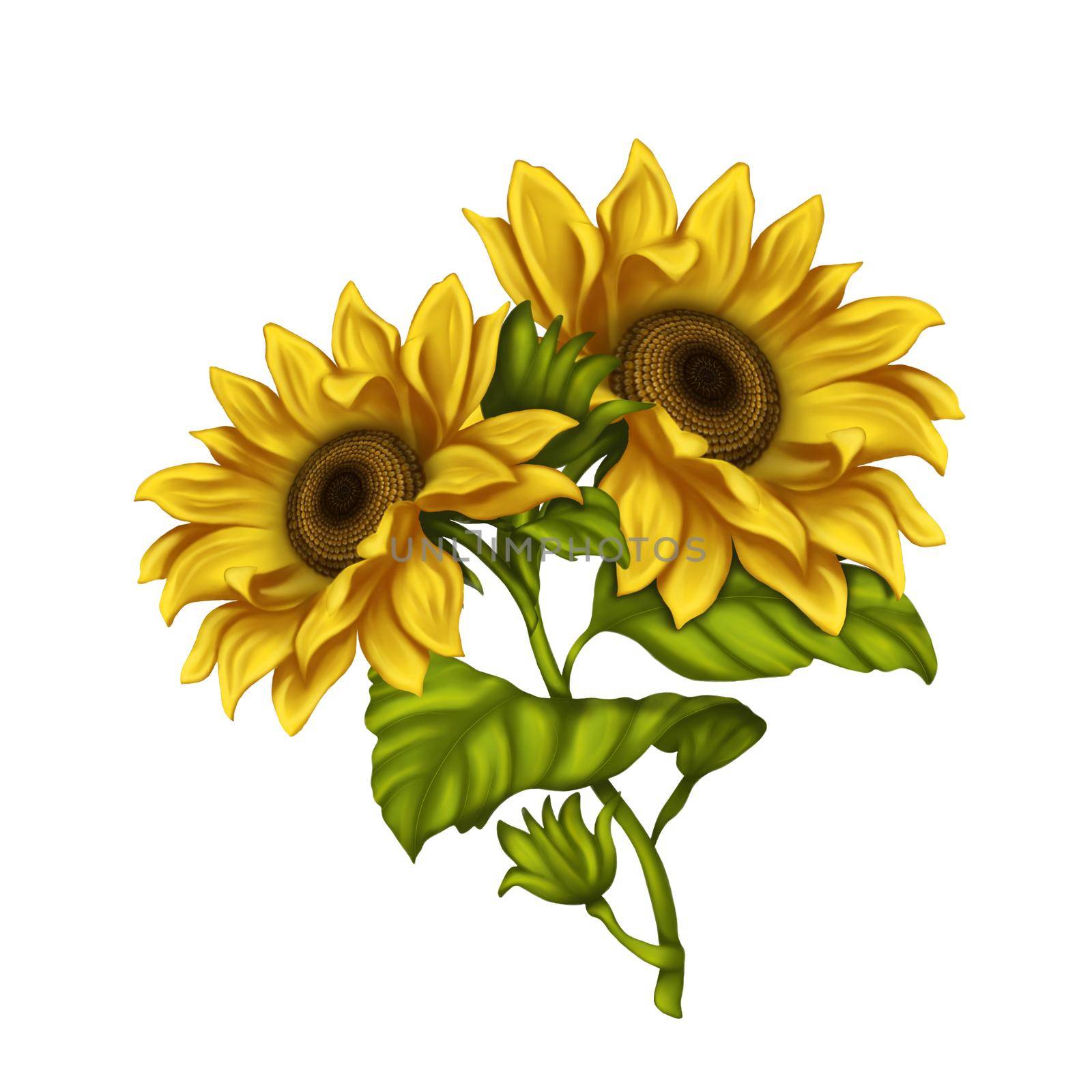 Clipart sunflowers on a white background. Illustration of sunflower flowers. Bright flowers on a light background. Summer.