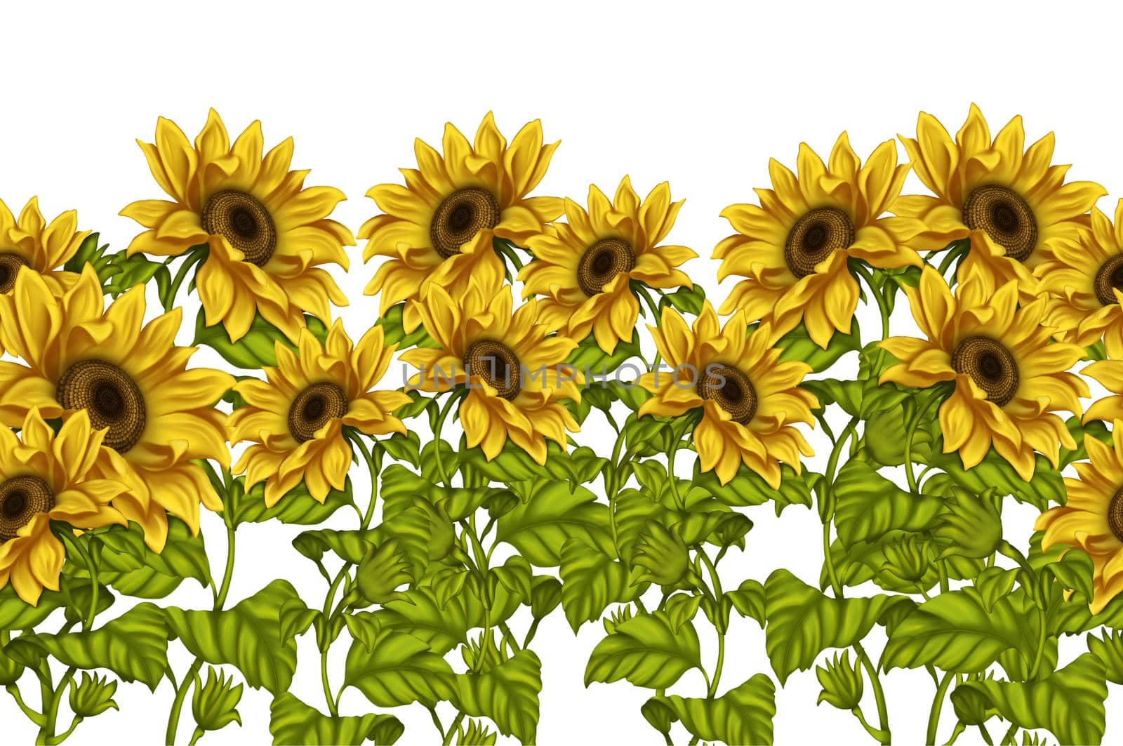 Illustration of sunflowers. Background for the design of the postcard. Illustration of flowers. Bright flowers on a light background. Summer.