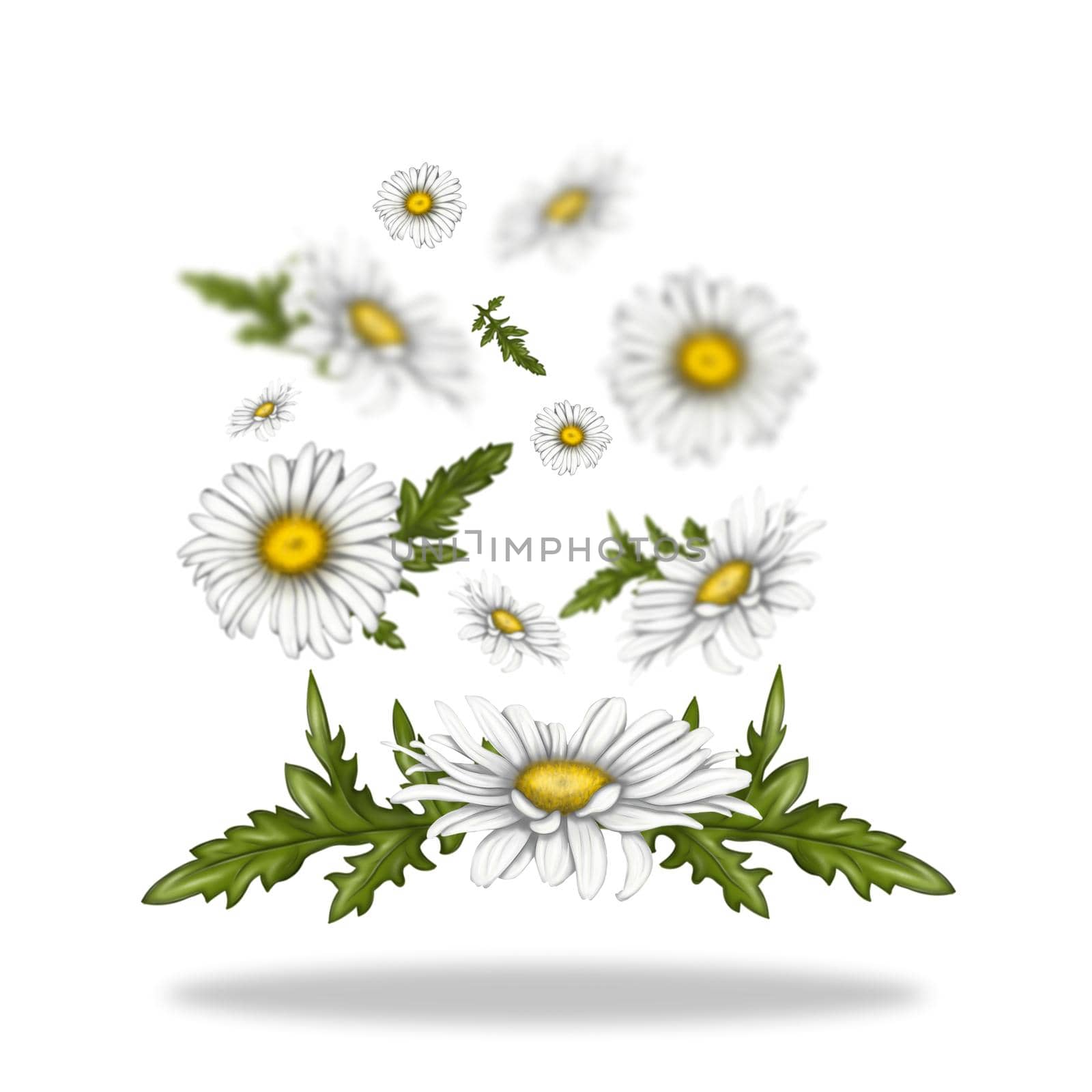Illustration of chamomile flowers. Flowers float freely in space. White flowers on a light background. Summer
