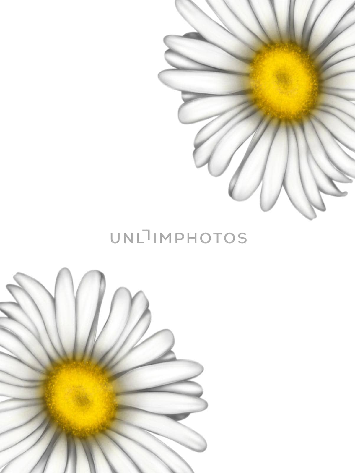 Illustration of chamomile flowers. Background for the design of the postcard. A large bouquet of daisies. White flowers on a light background. Summer