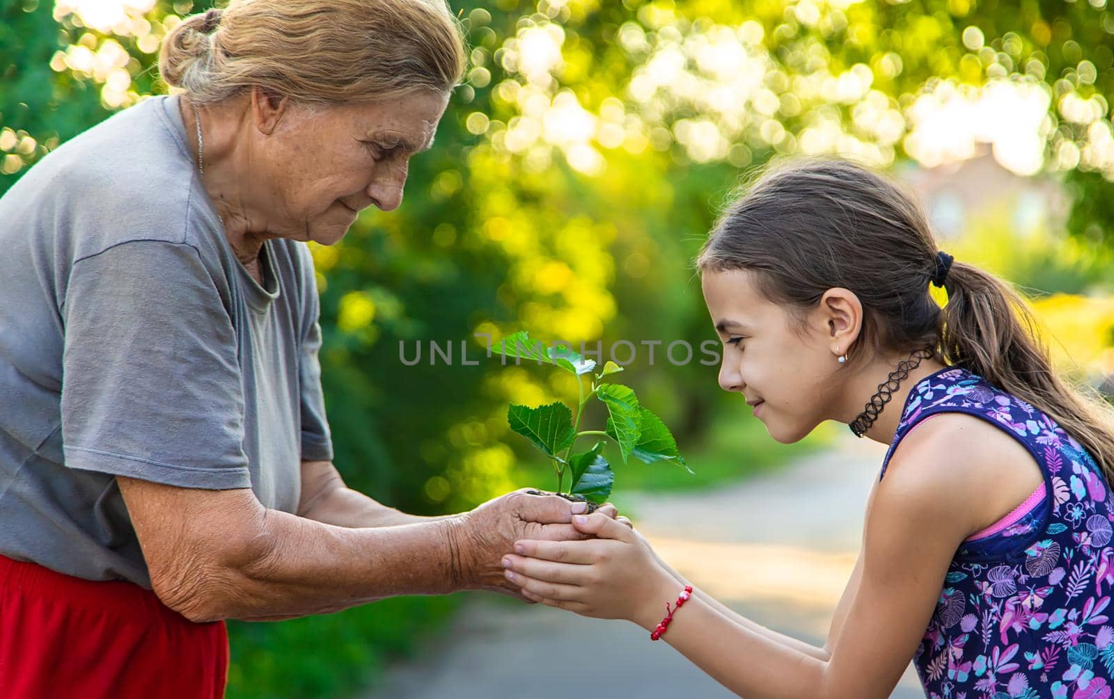 The child and grandmother are planting a tree. Selective focus. by yanadjana