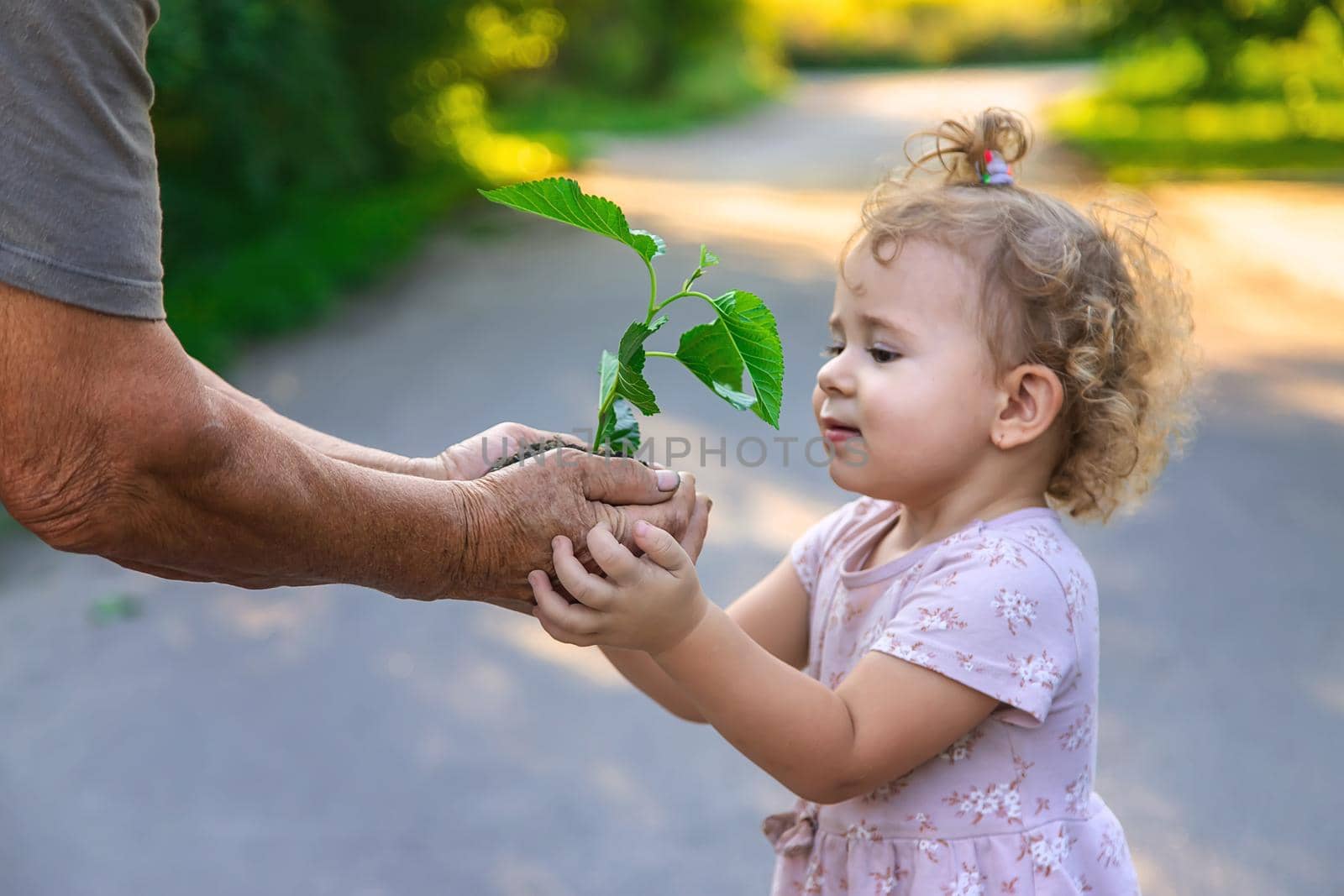 The child and grandmother are planting a tree. Selective focus. by yanadjana