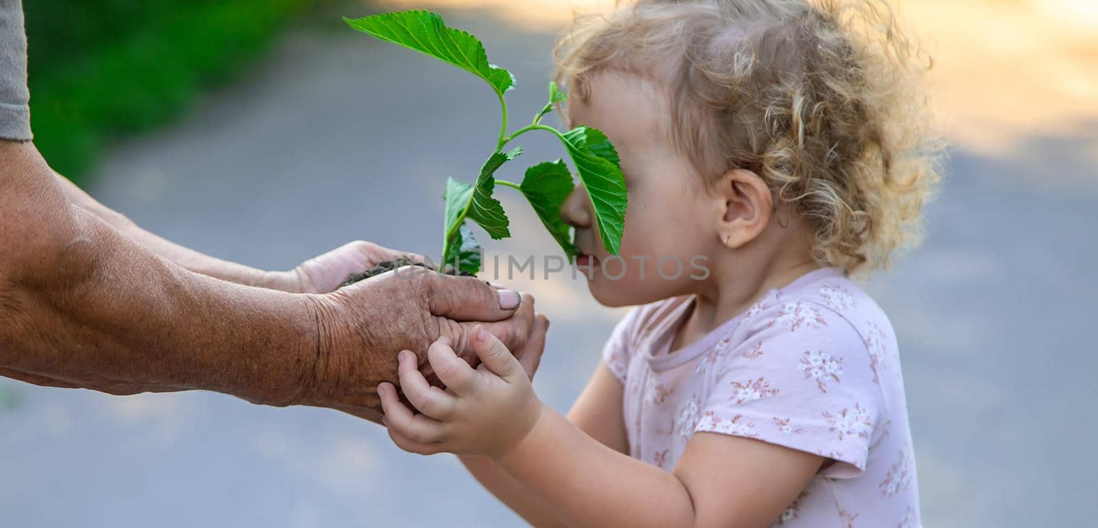 The child and grandmother are planting a tree. Selective focus. Kid.