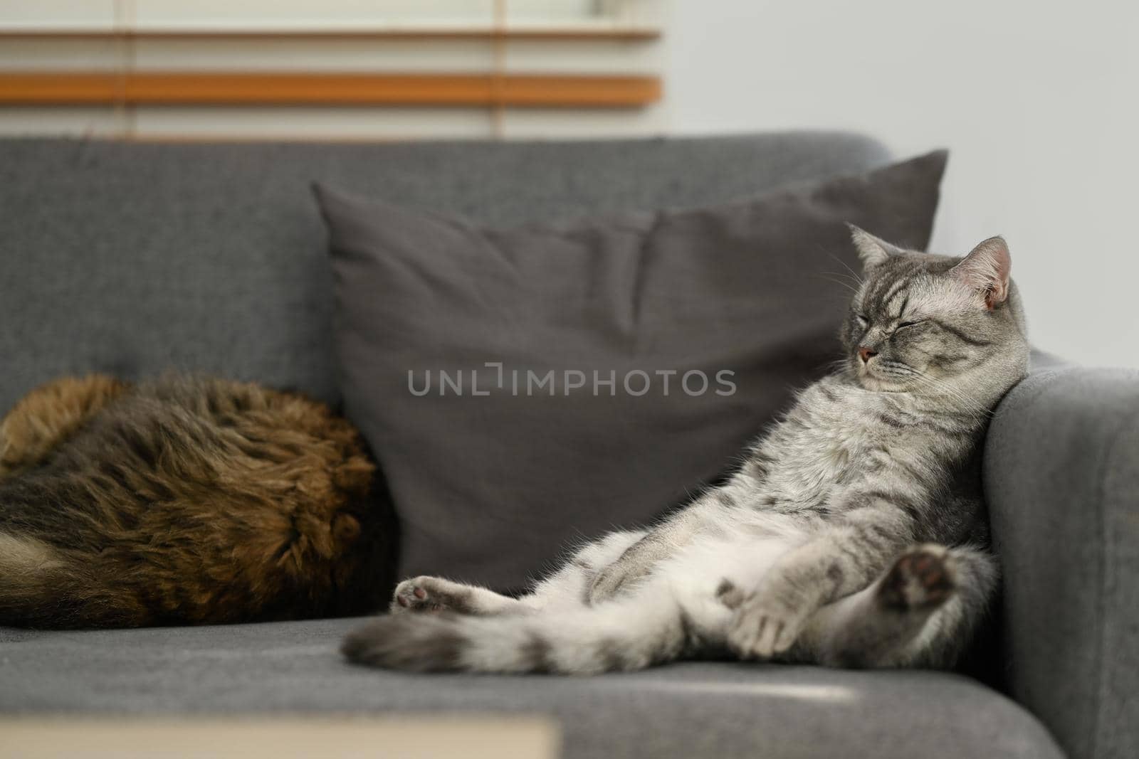 Lazy tabby cats are sleeping on comfortable couch with a funny gesture. Domestic life animals concept by prathanchorruangsak