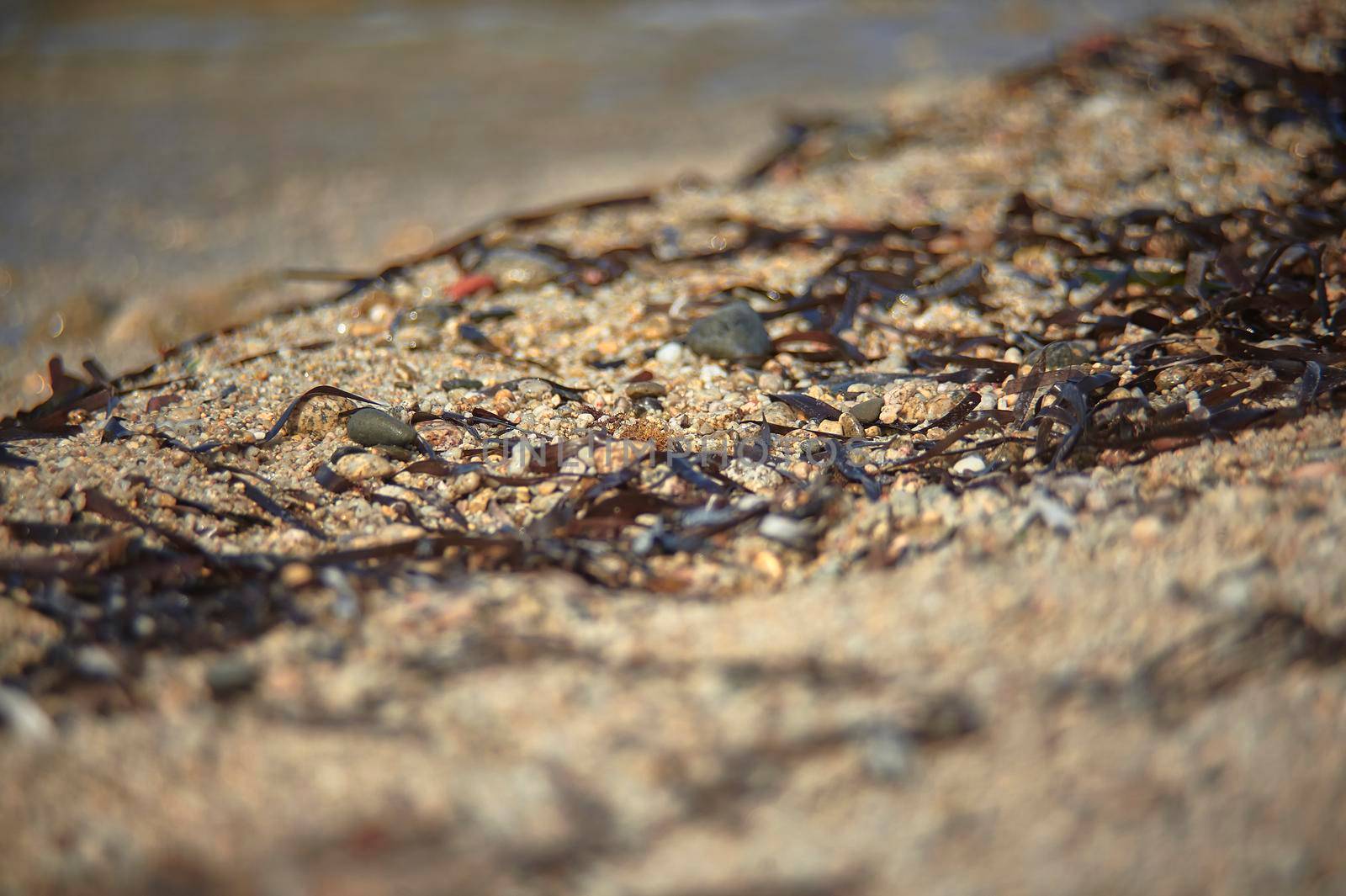 Line of Mediterranean sand covered with small pieces of seaweed dragged ashore from the sea.