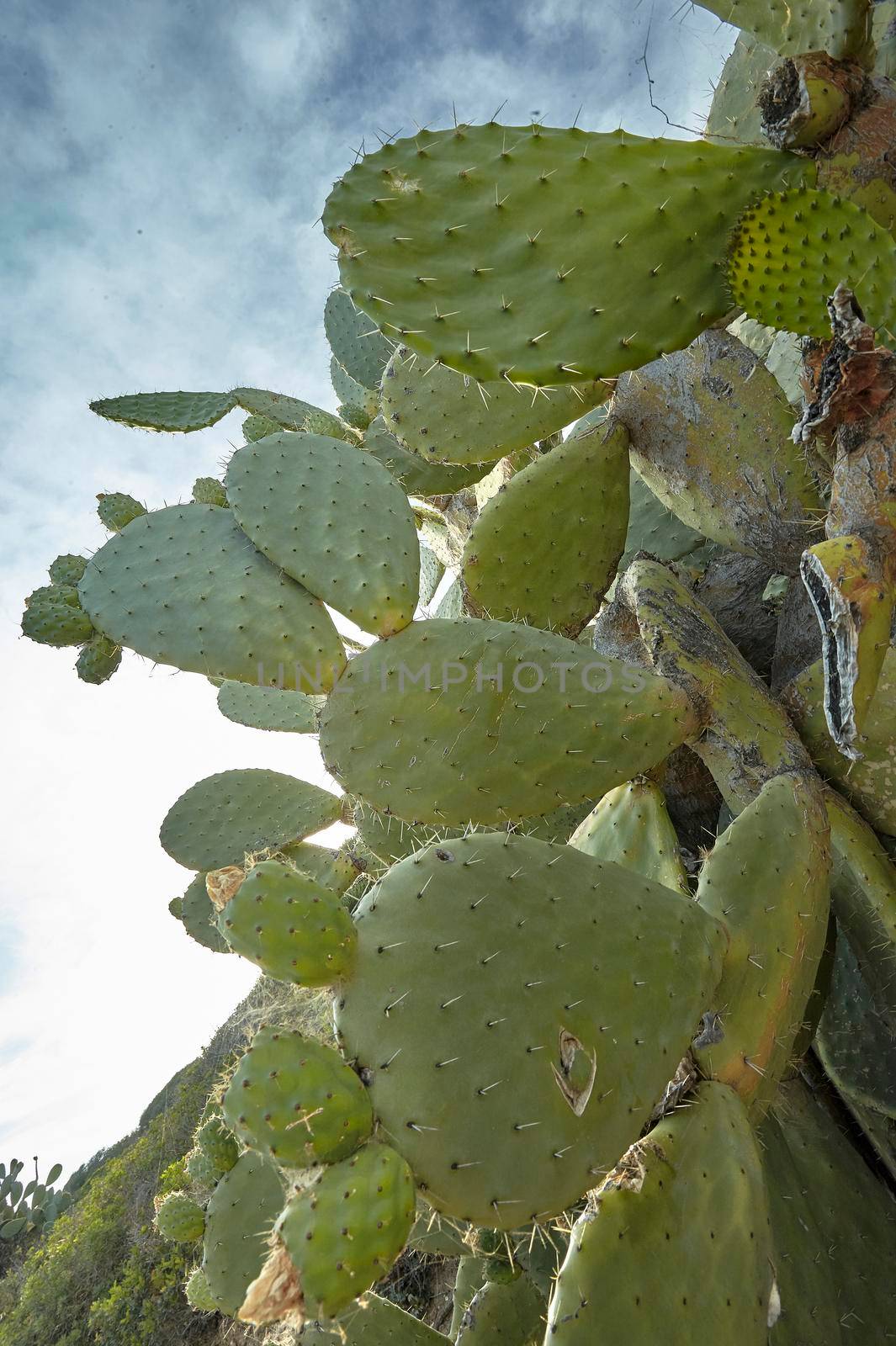 Detail of a plant of a prickly pear in wide-angle shot with clearly visible thorns and details of the leaves.