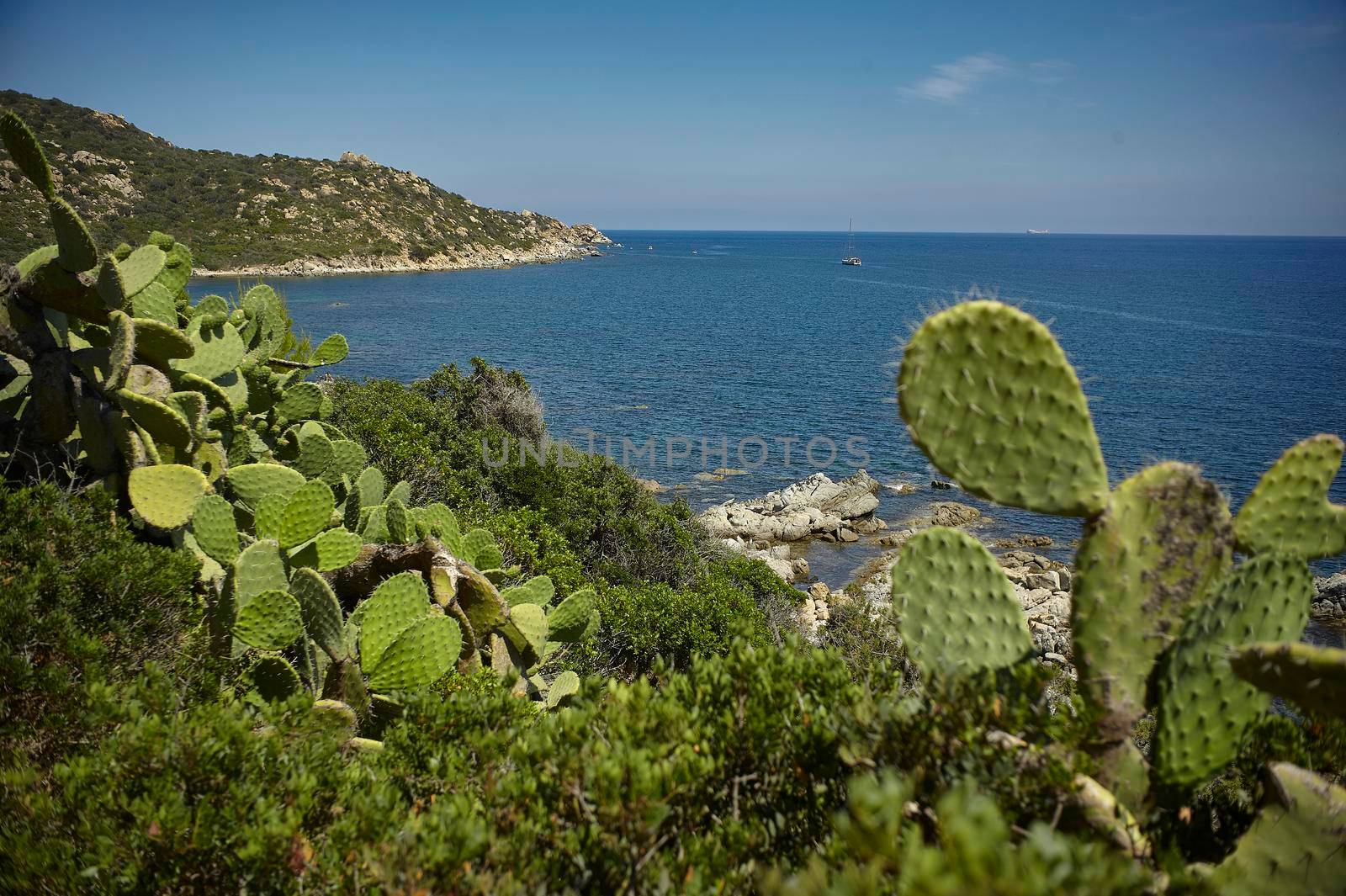 Some prickly pears that grow along the south coast of Sardinia in a promontory that merges on the blue sea.