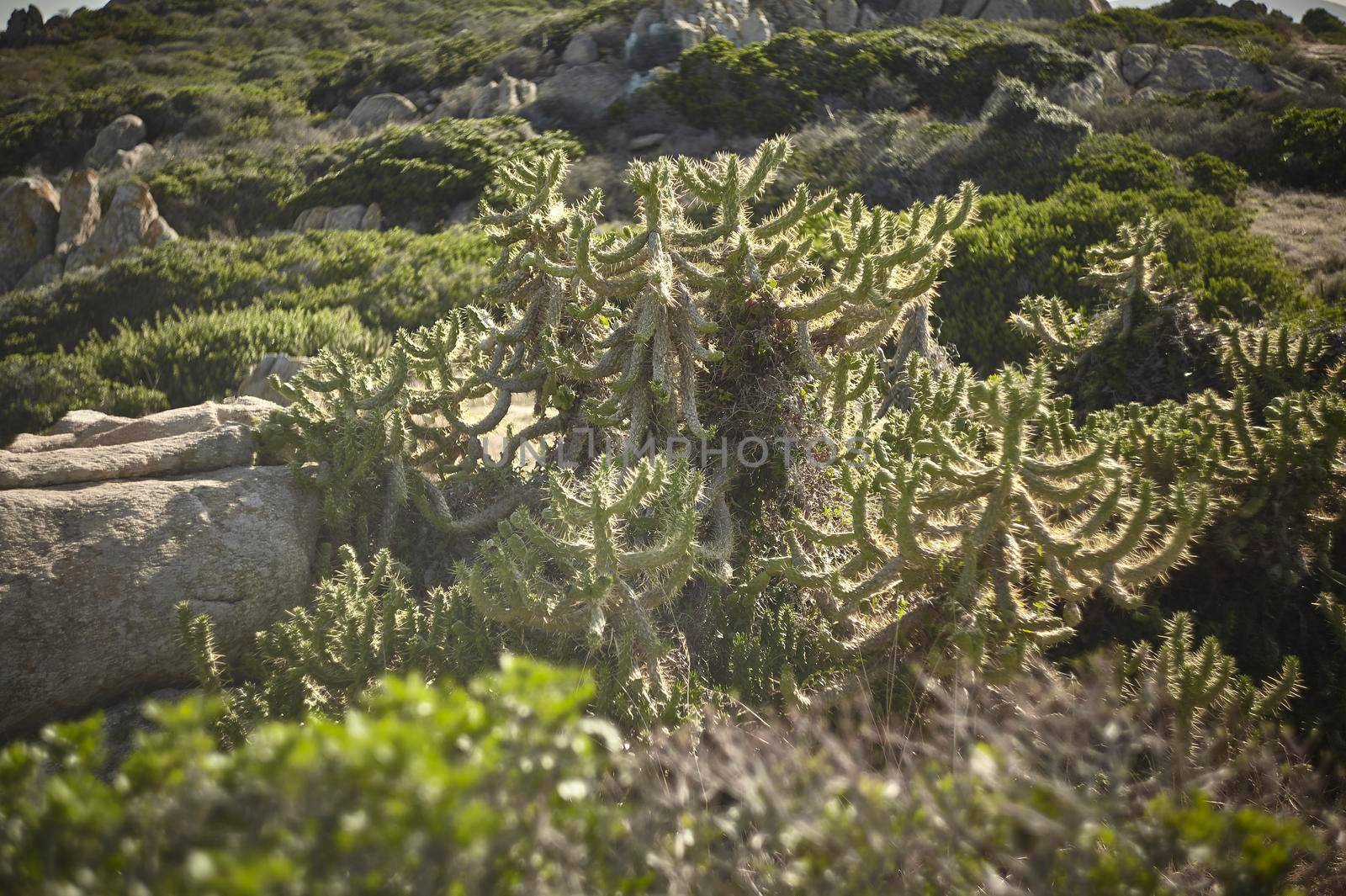 Mediterranean succulent plant typical of the southern coast of Sardinia.