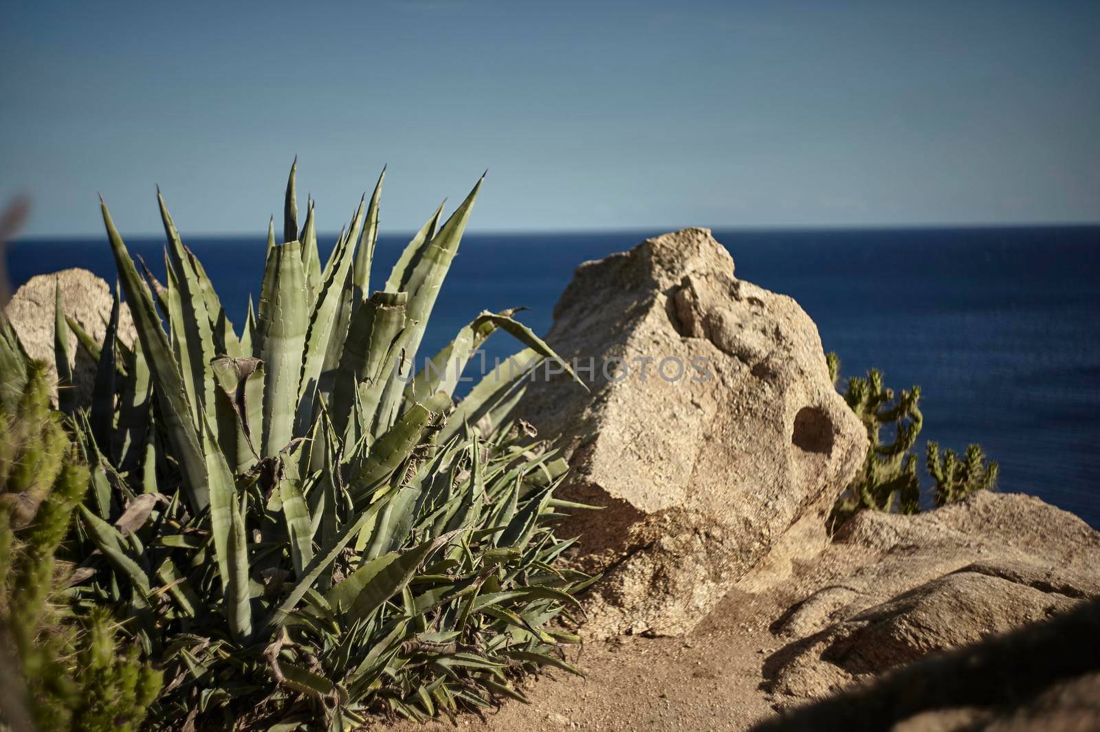 Detail of an aloe vera plant growing near some rocks near the sea.