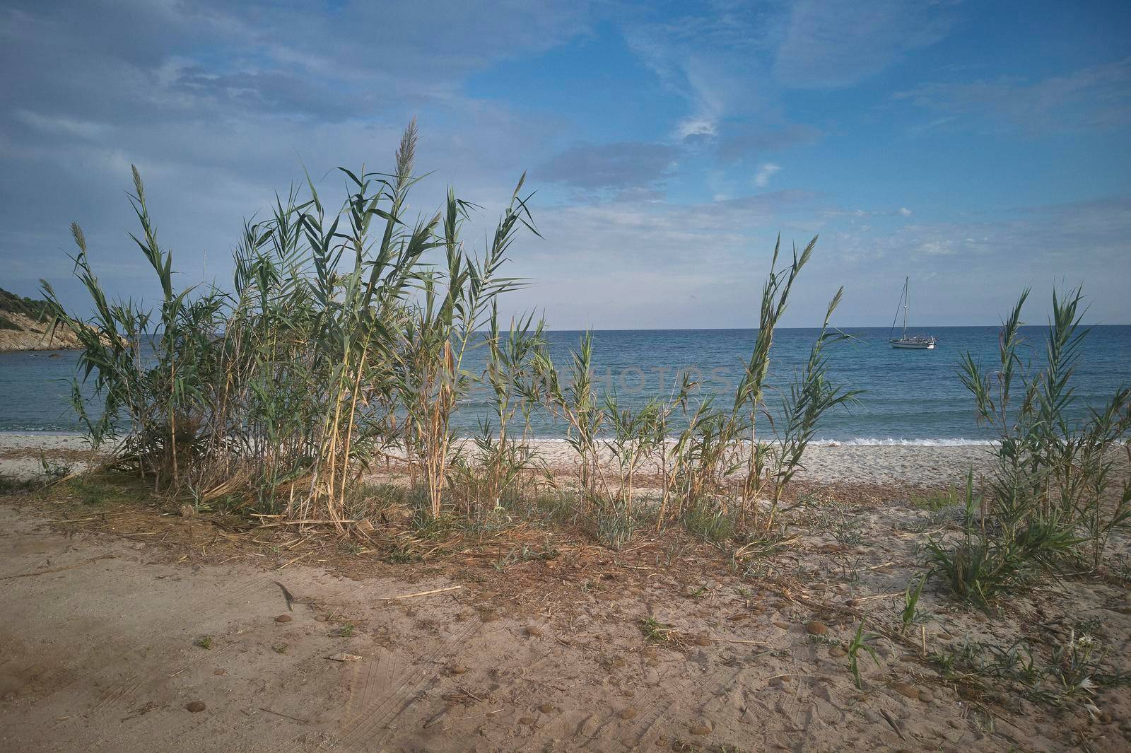 Pampas grass on the beach by pippocarlot